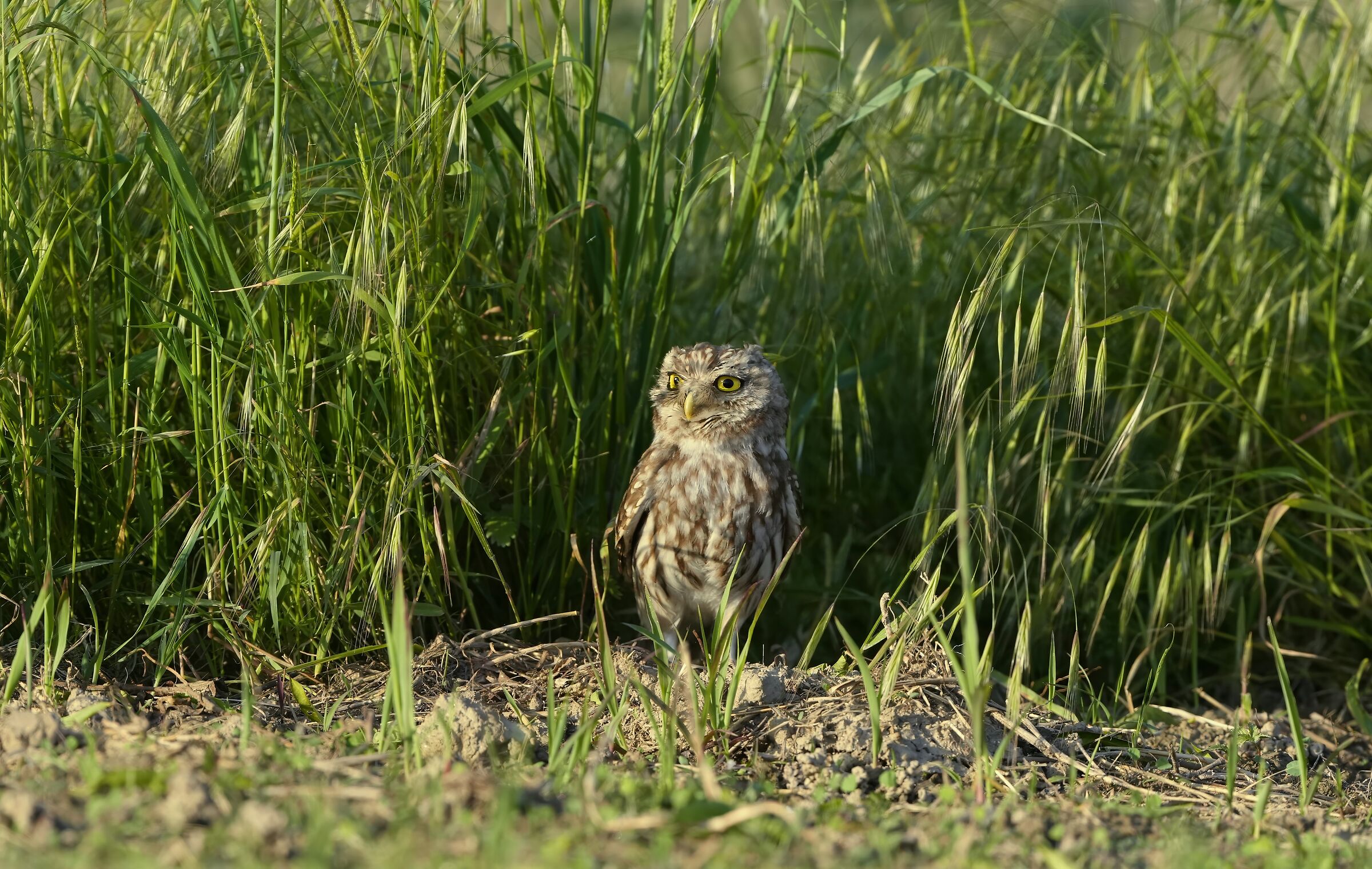 owl