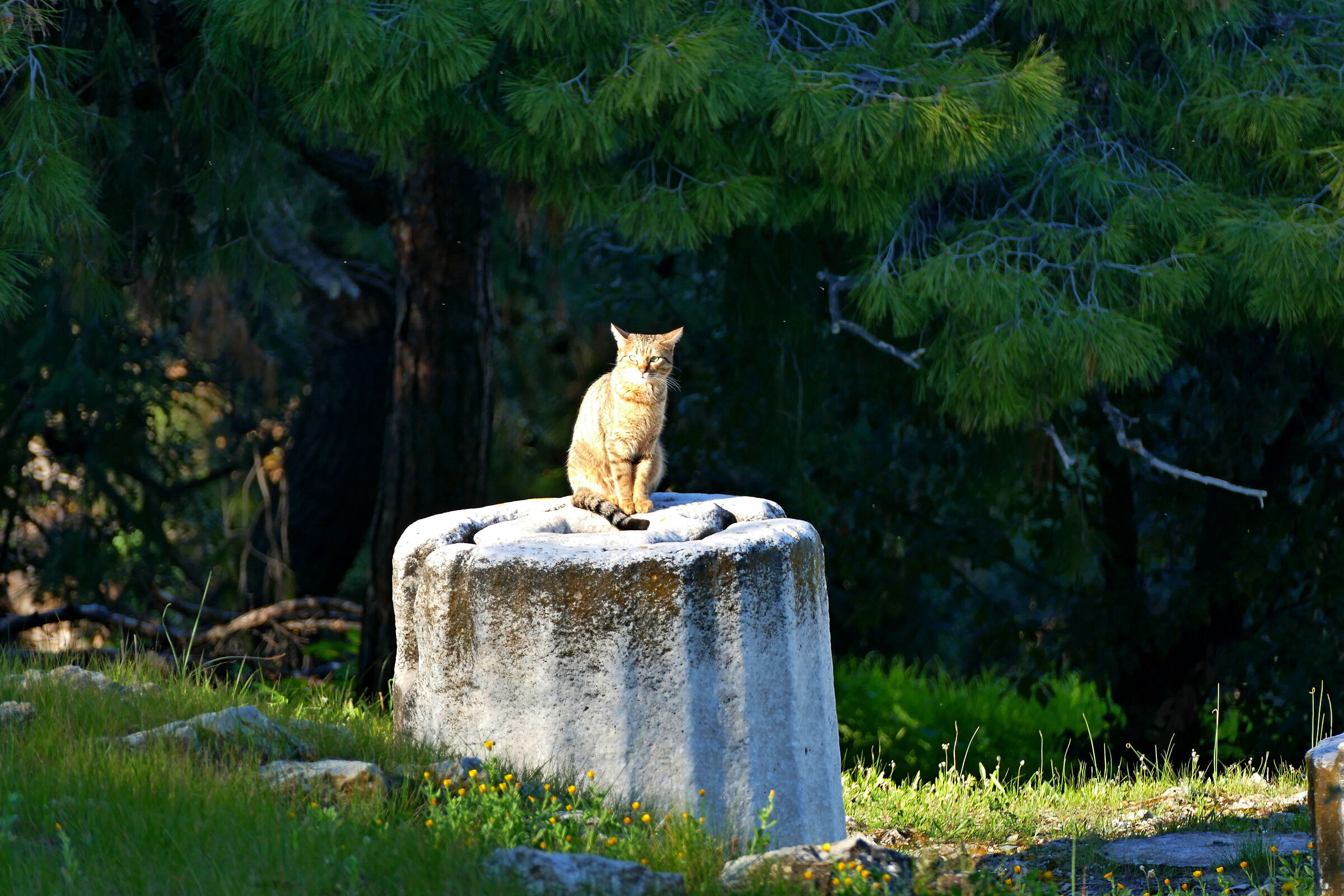 From Classical Greece.......