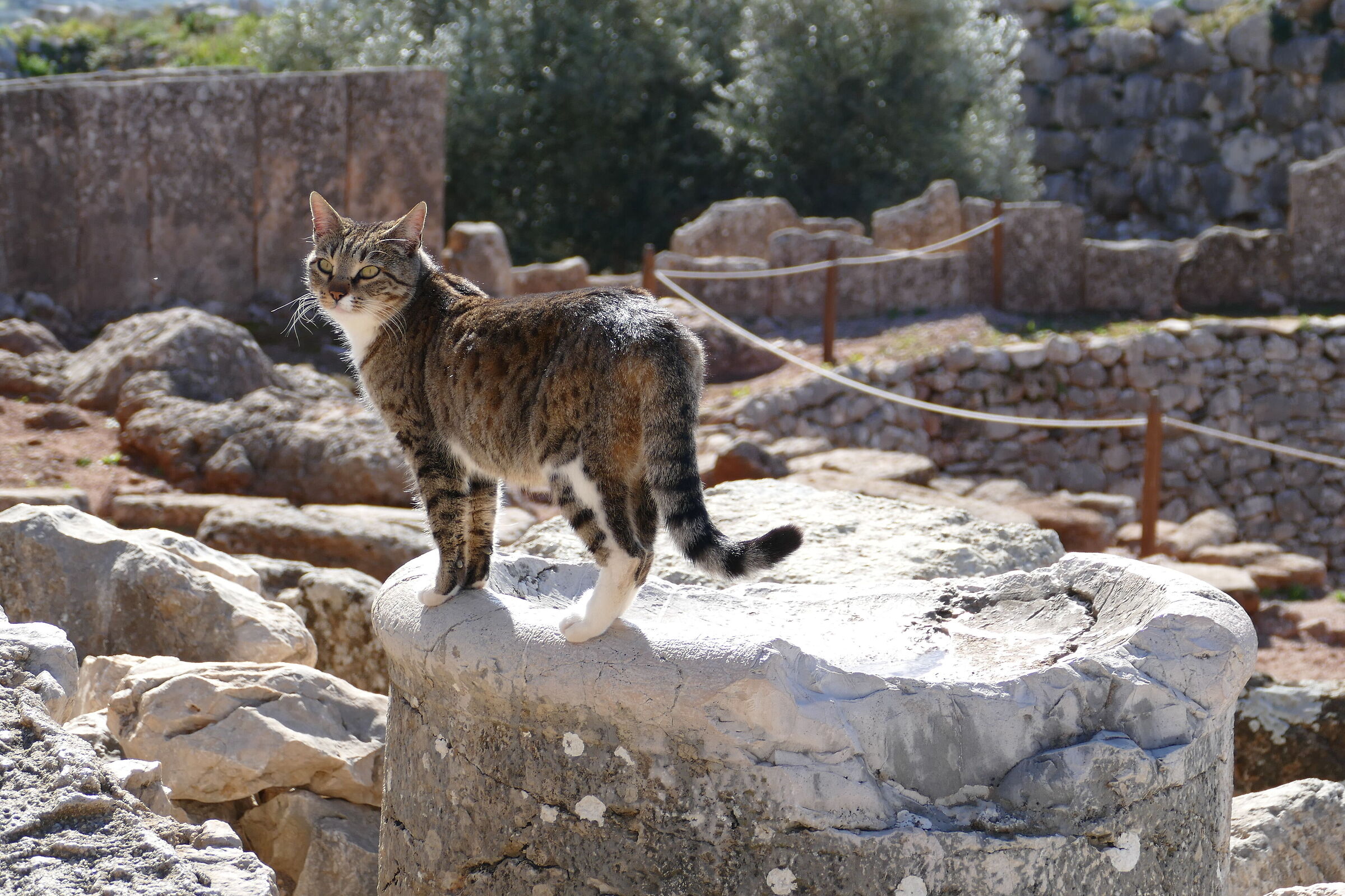 I'm a Classic too!!!