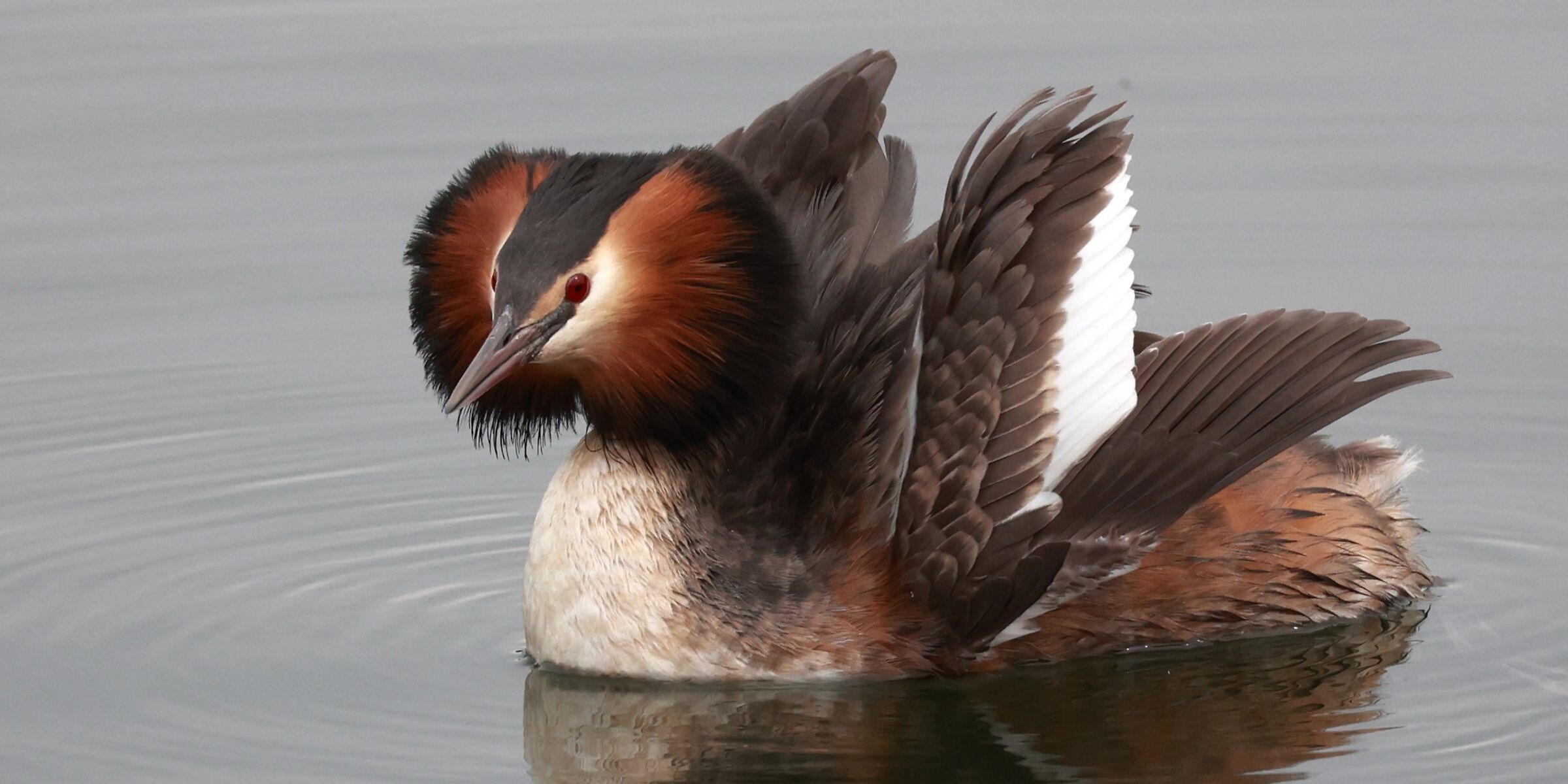 great crested grebe