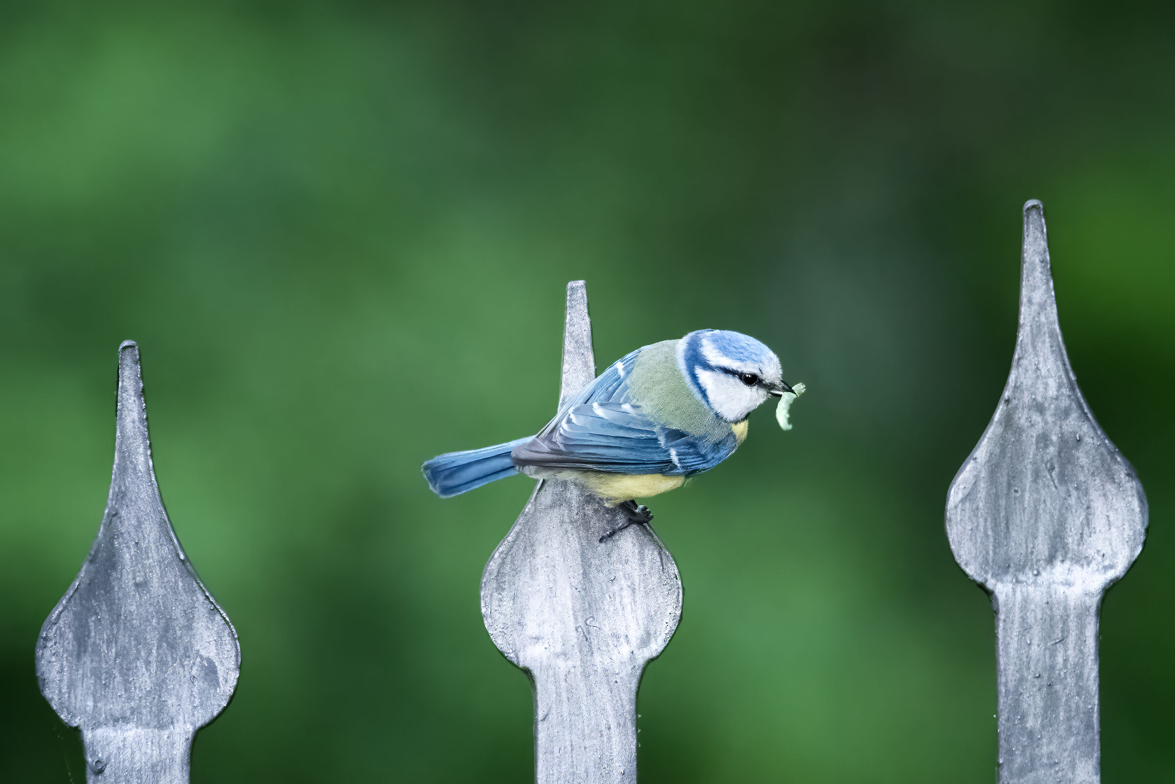 Pronta per l'imbeccata