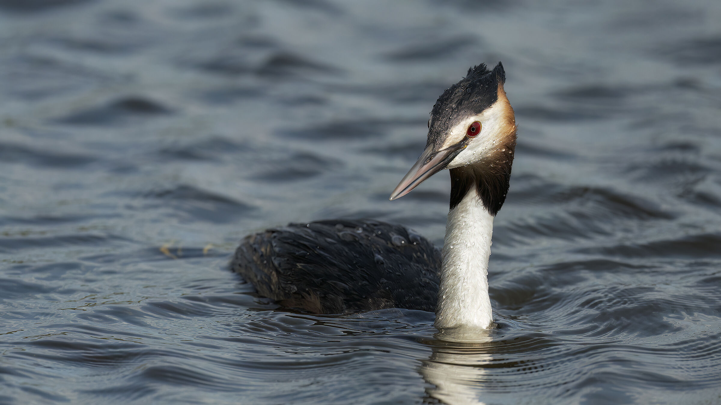 prova Sony Svasso maggiore