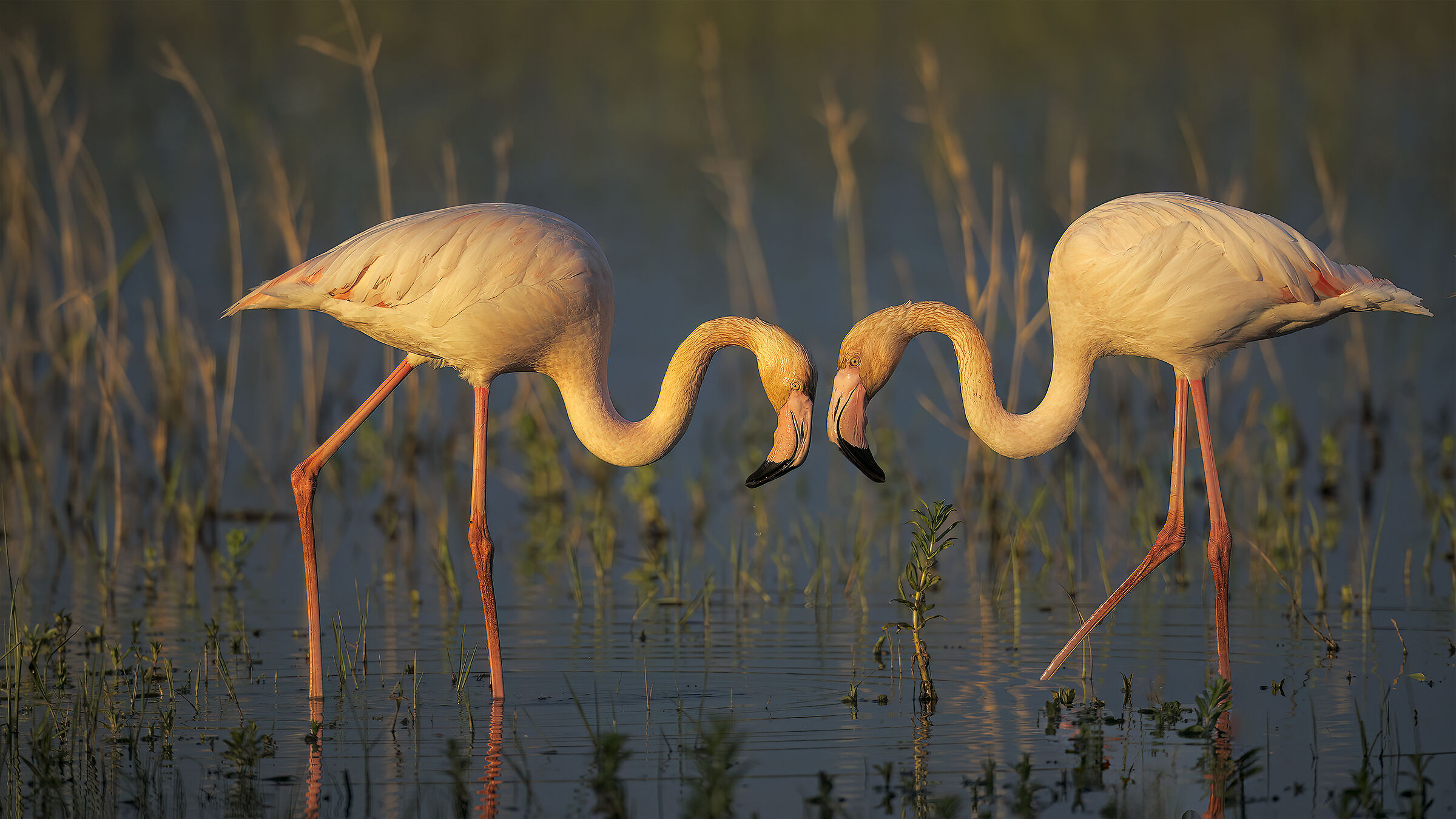 Prova sony con 800 5,6 Canon