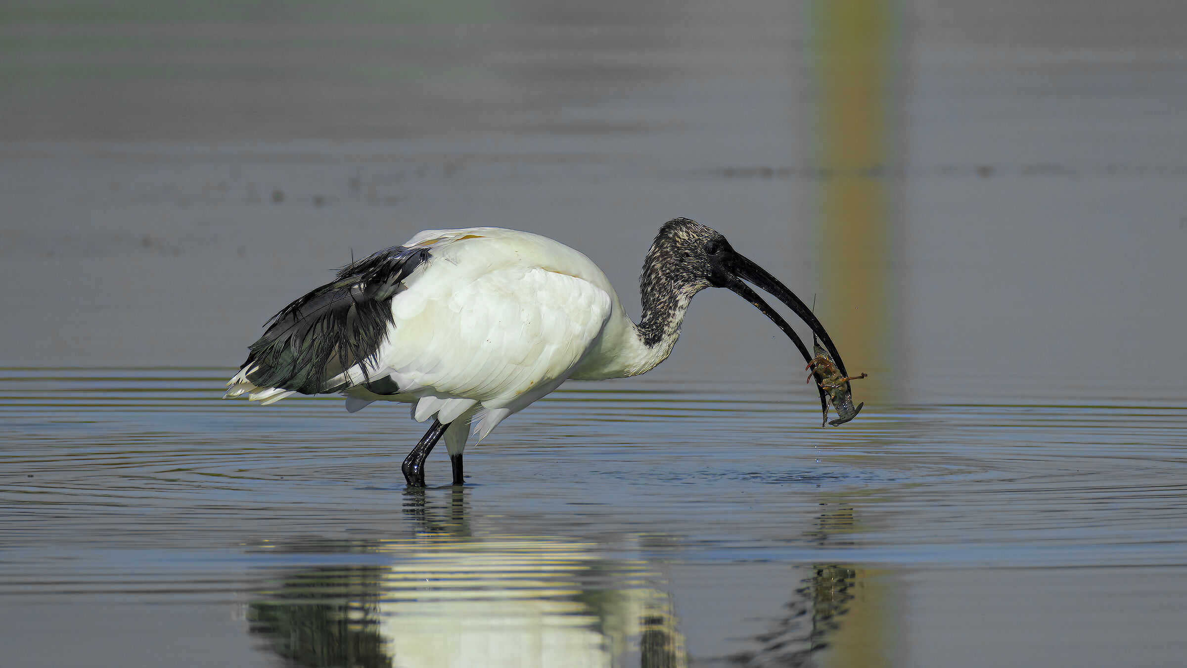 Ibis in caccia