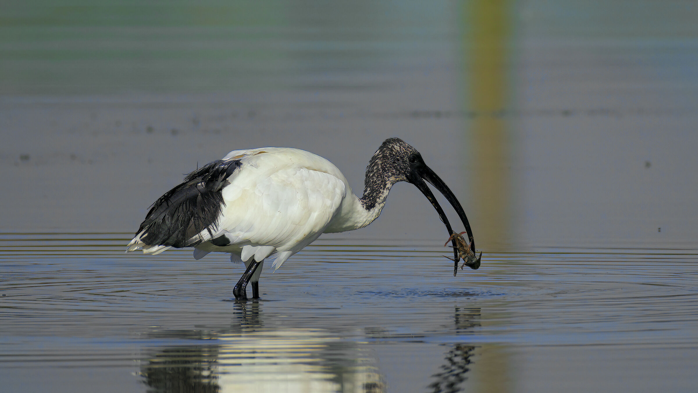 Ibis in caccia2