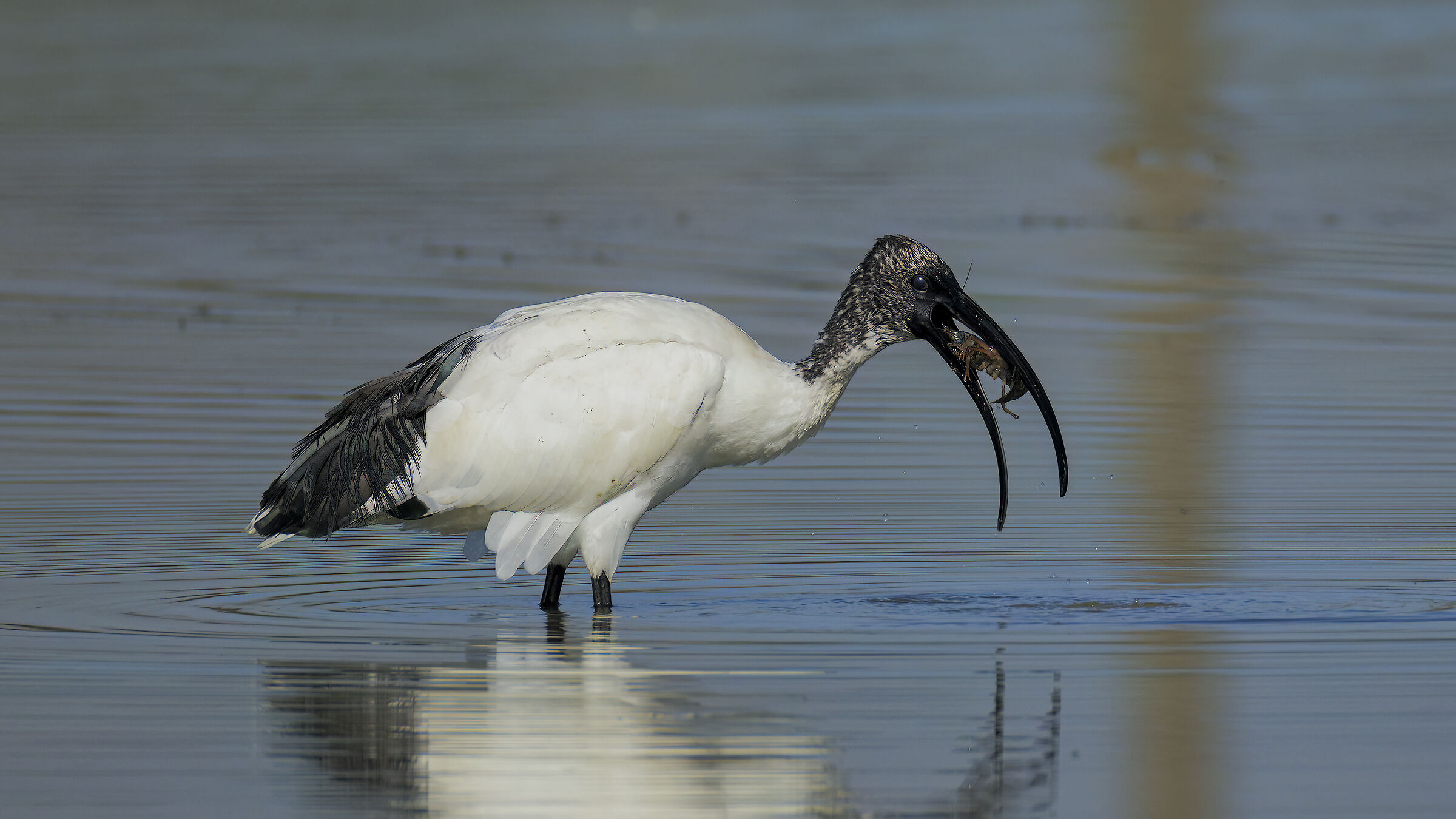 Ibis in caccia3