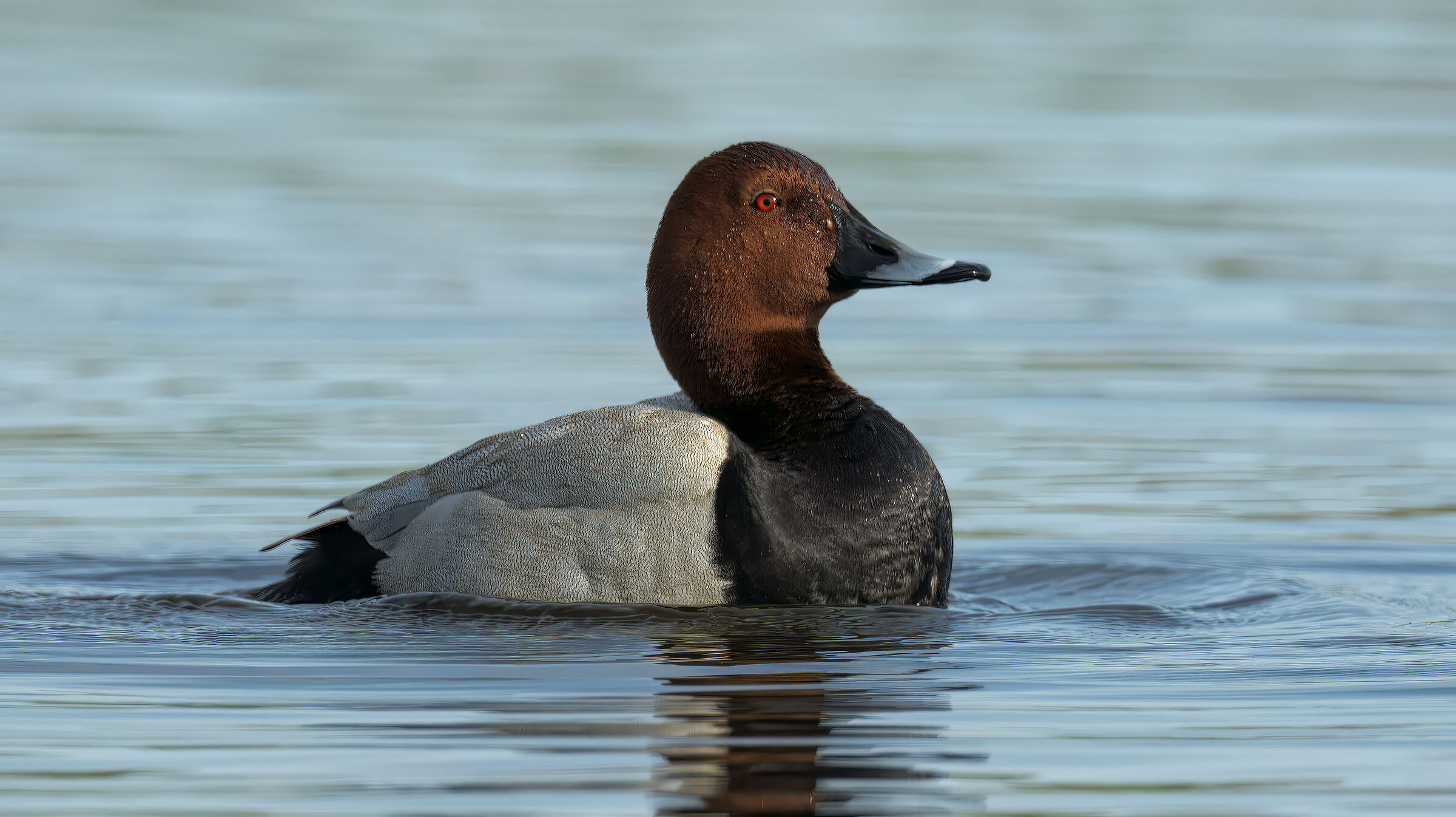 Prova sony con 800 5,6 Canon