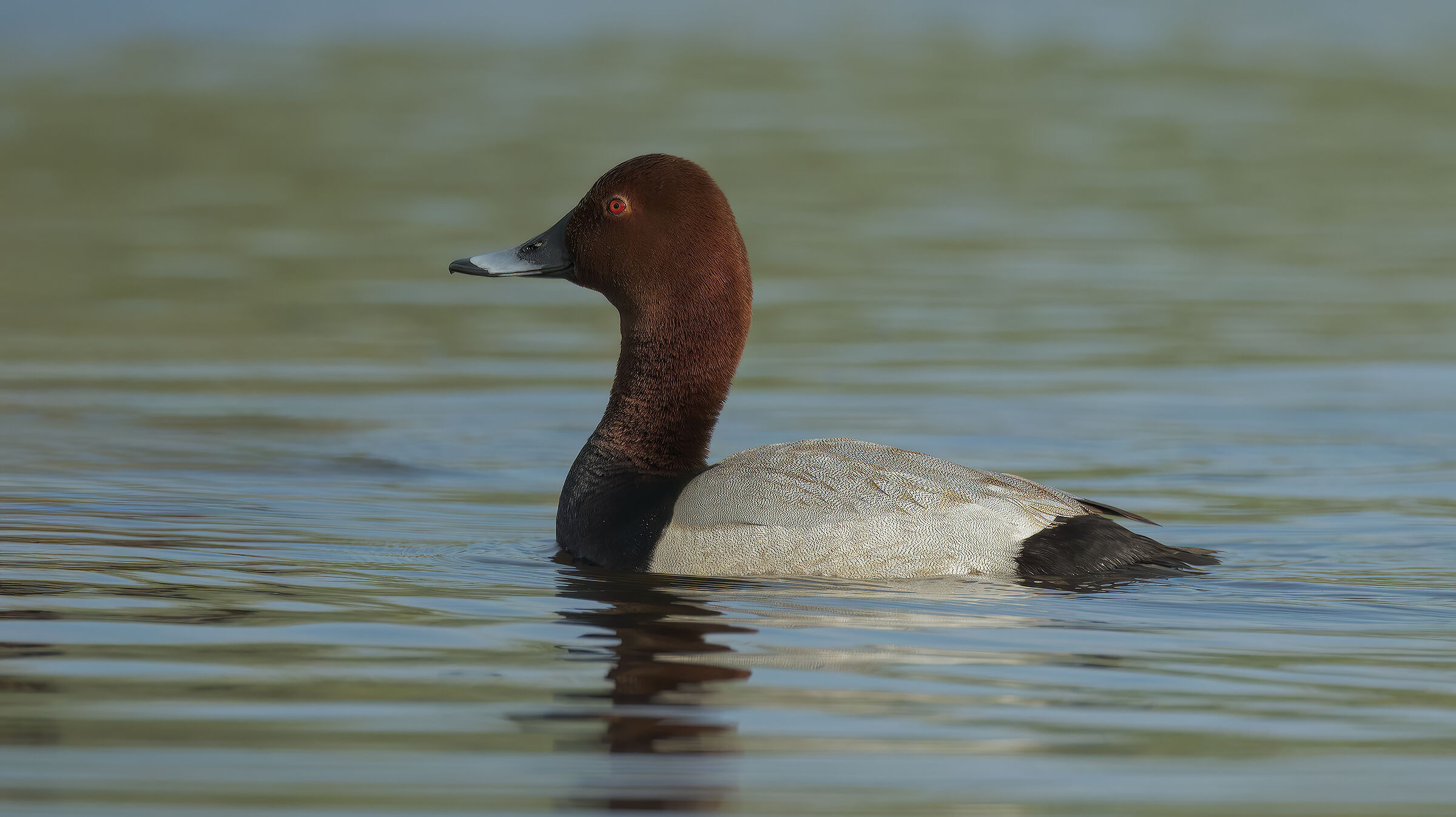 Prova sony con 800 5,6 Canon