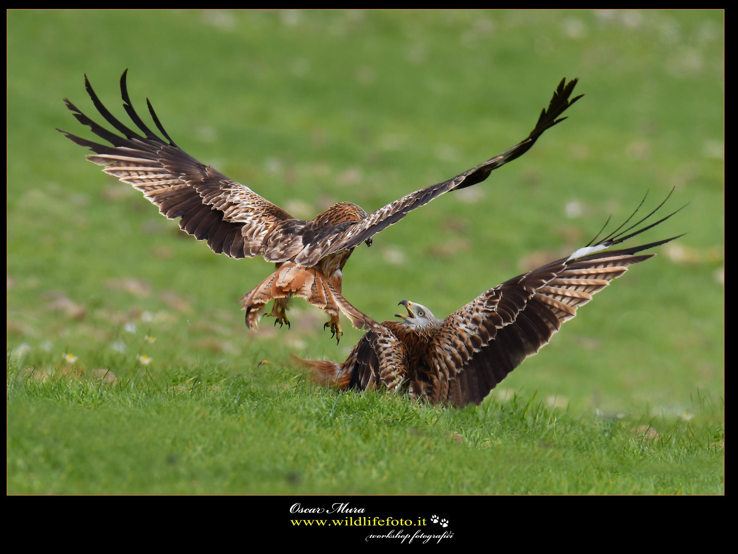 Red Kite www.wildlifefoto.it