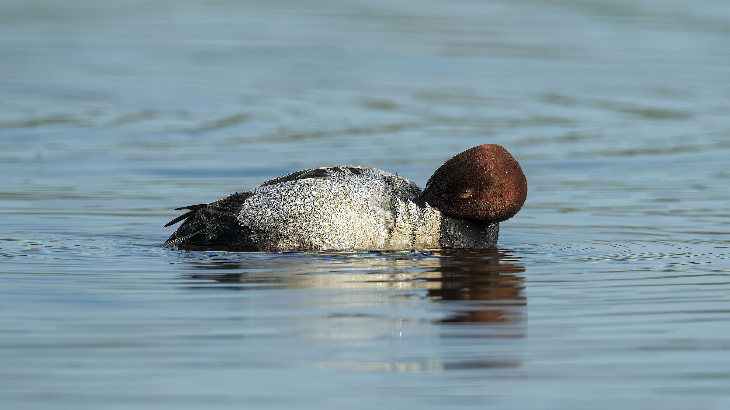 Prova sony con 800 5,6 Canon