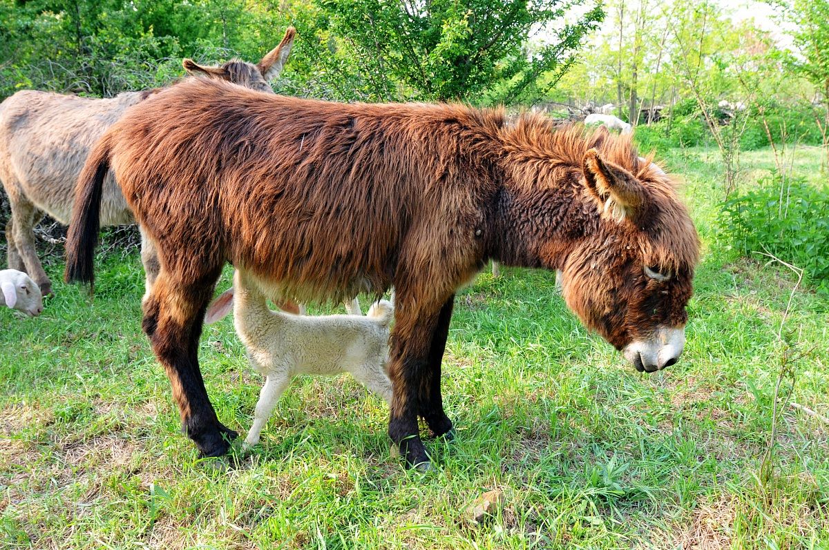Donkey feeding little sheep