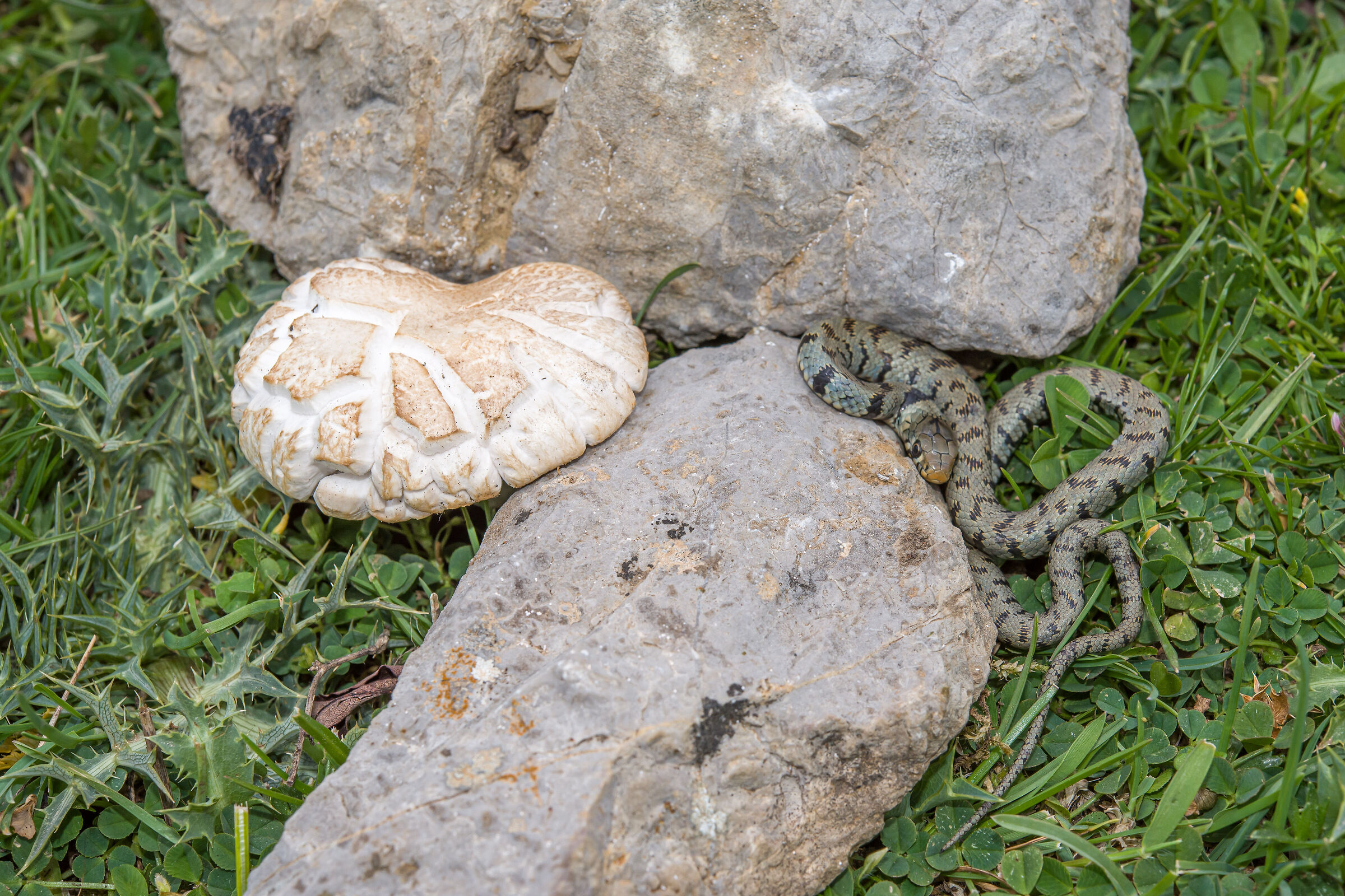 Collared snake with Pleurotus nebrodensis