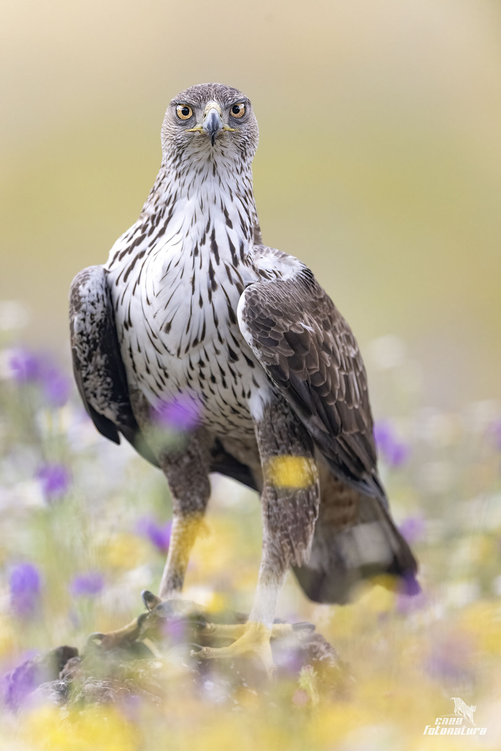 BADDED EAGLE