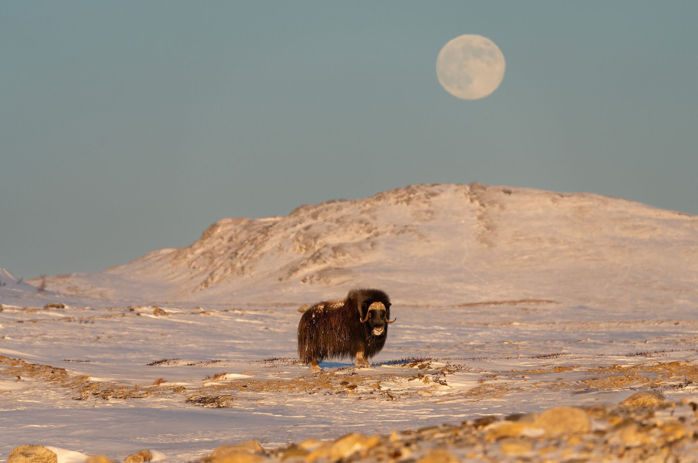 Muskox