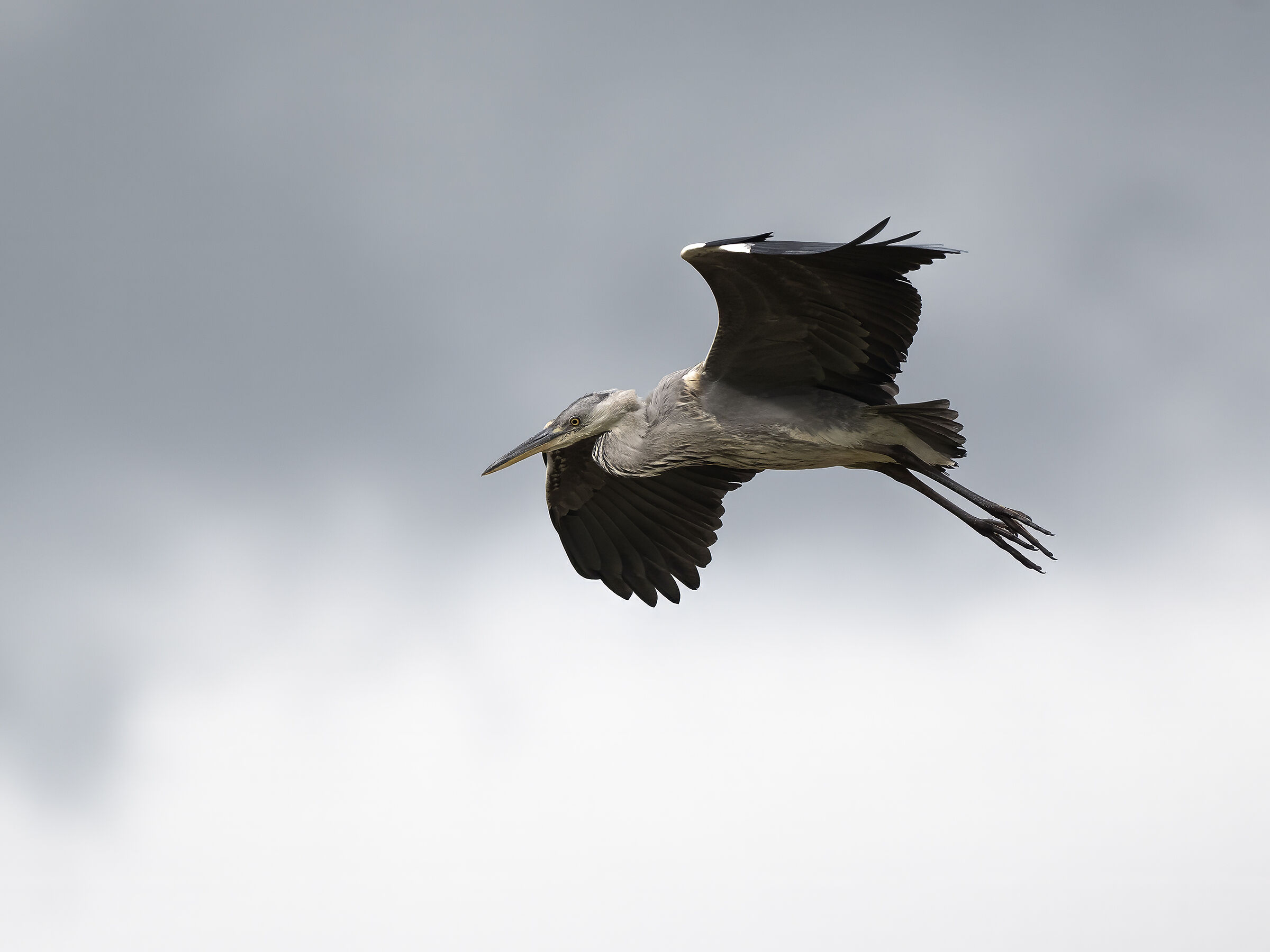 Grey heron