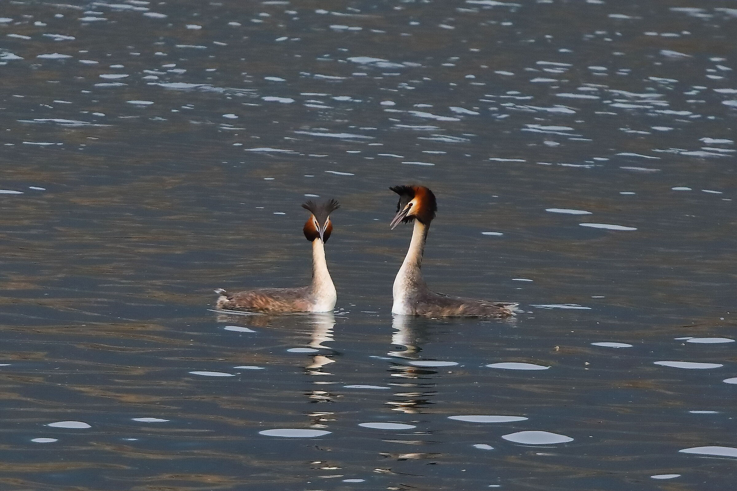 Grebes, 18 February 2024 - 0052