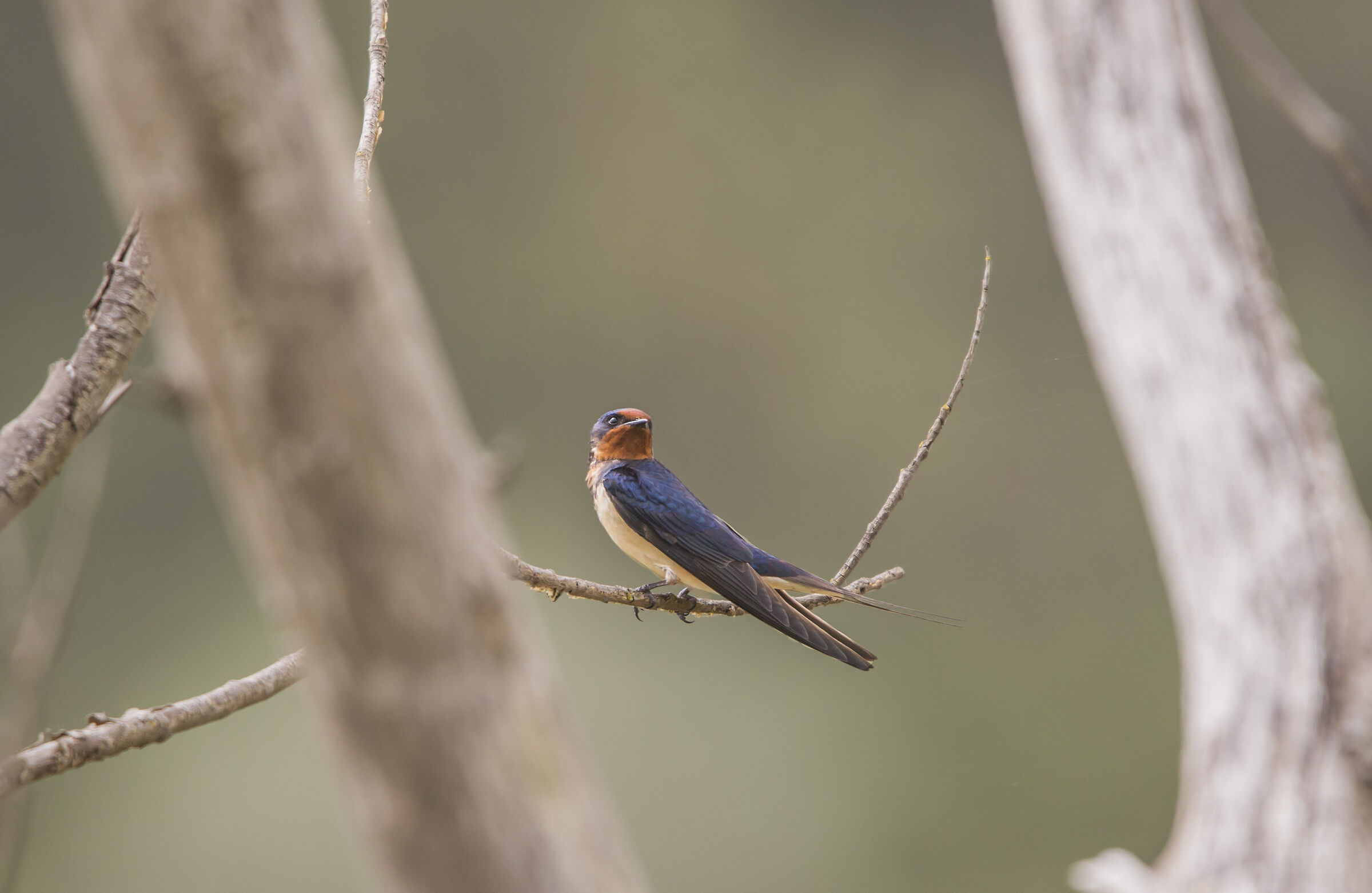 Barn swallow