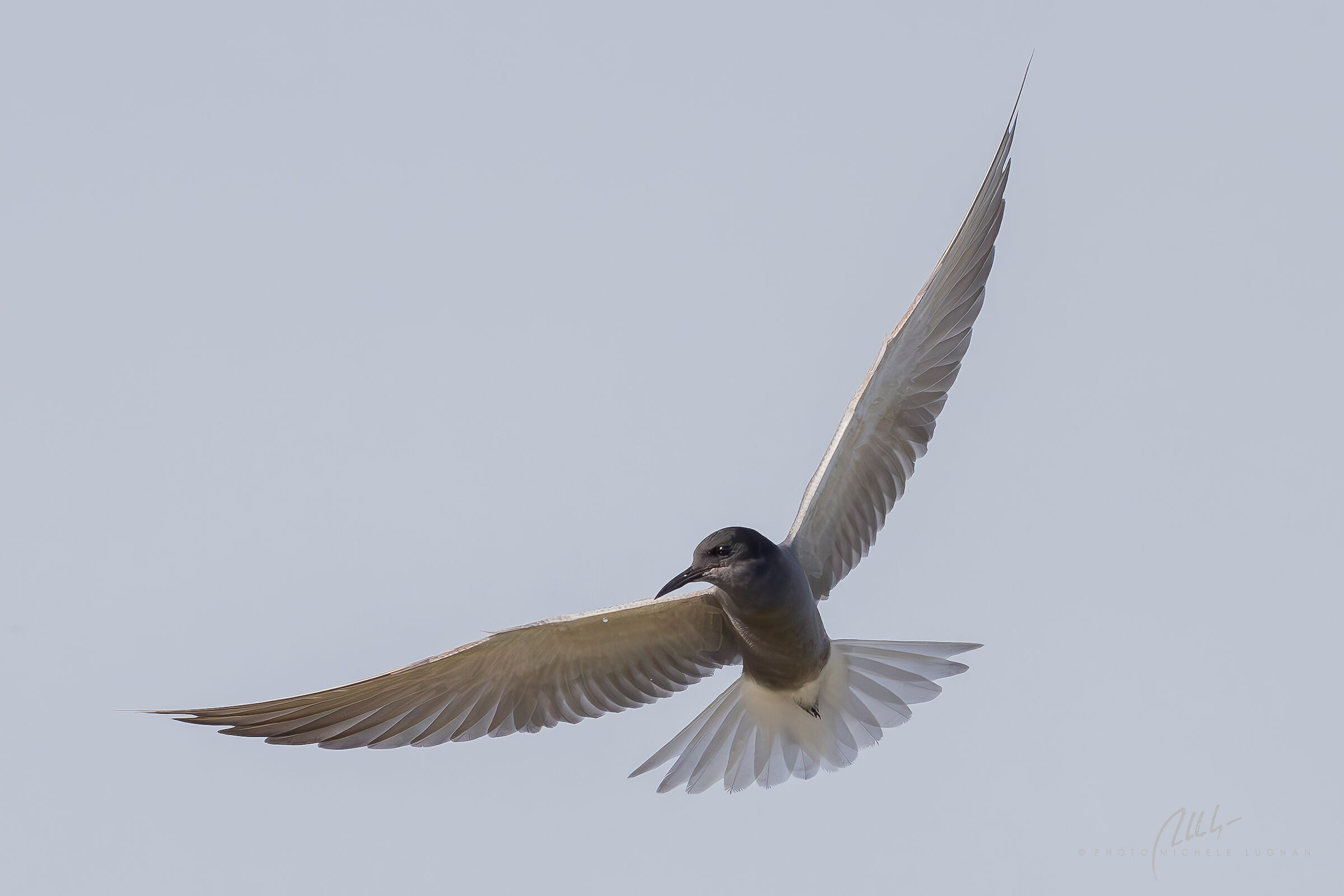 Chlidonias niger (mignattino comune)