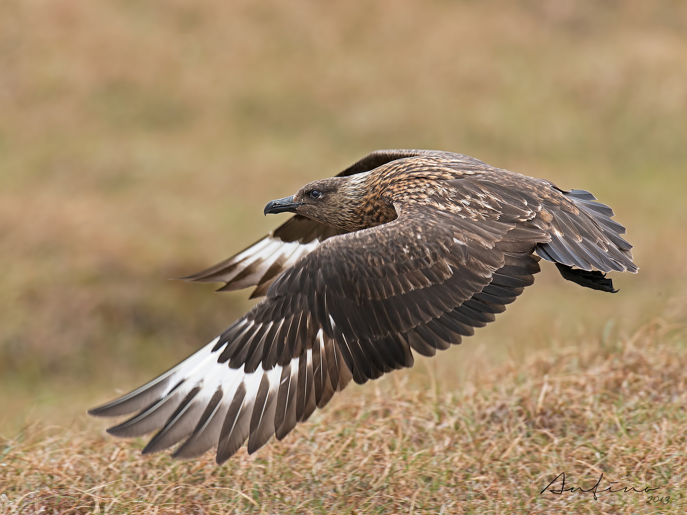 Skua