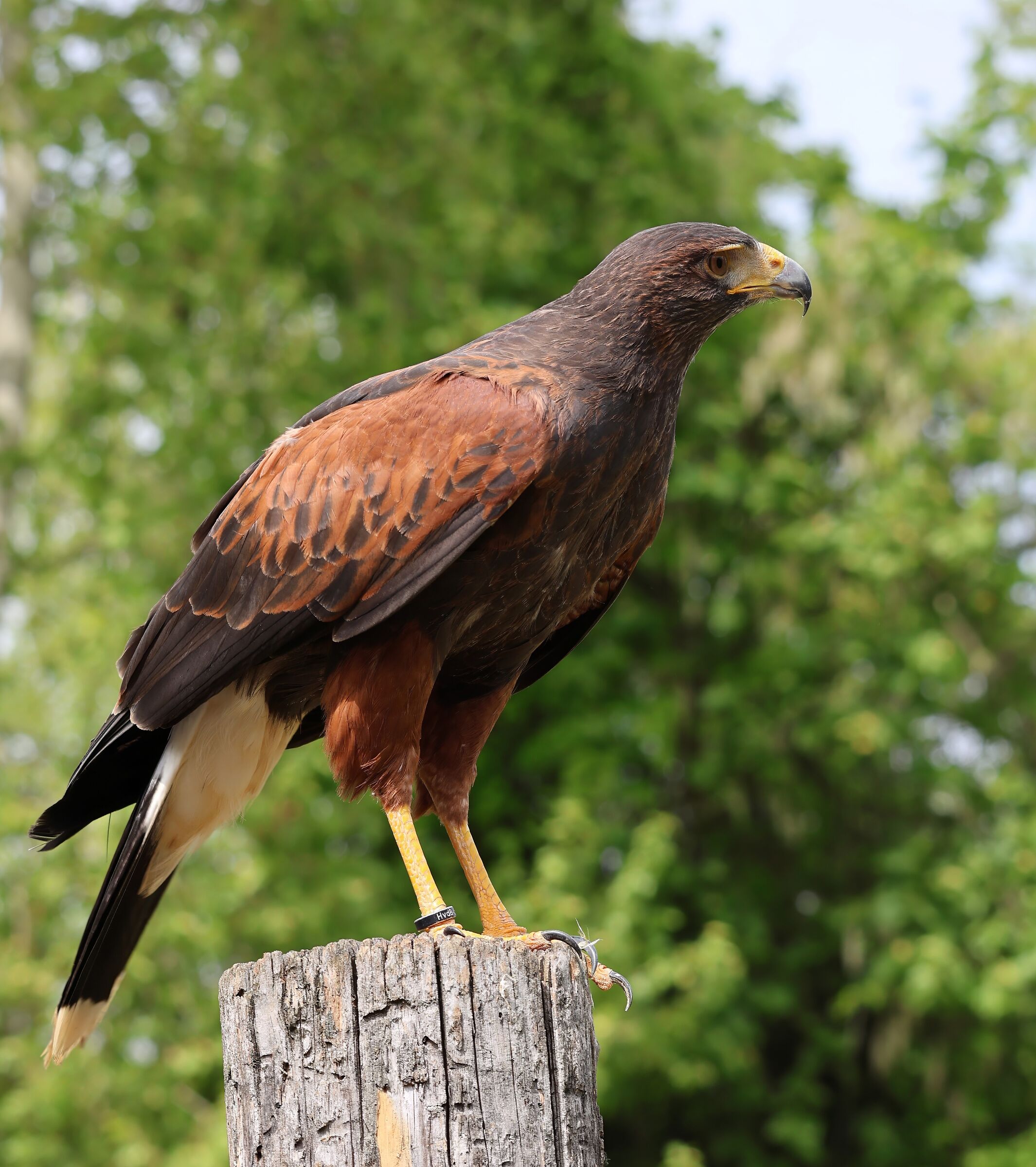 Harris' Falcon