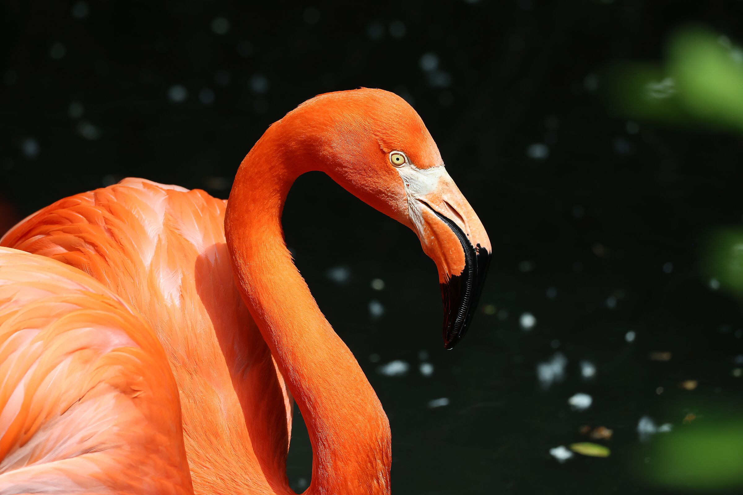 Red Flamingo