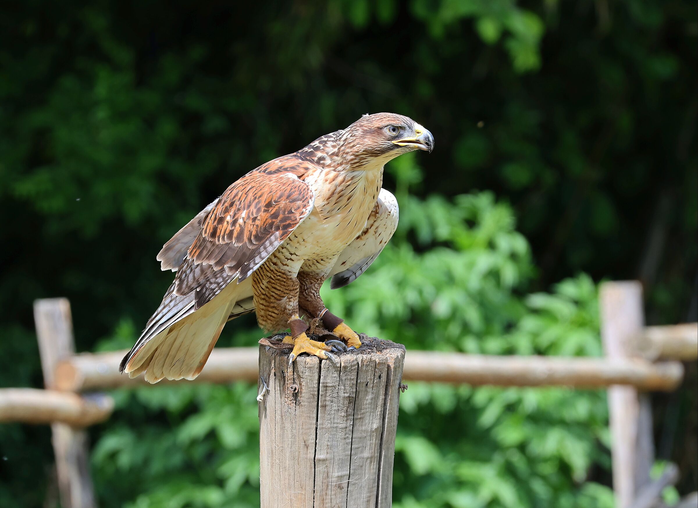 Buzzard