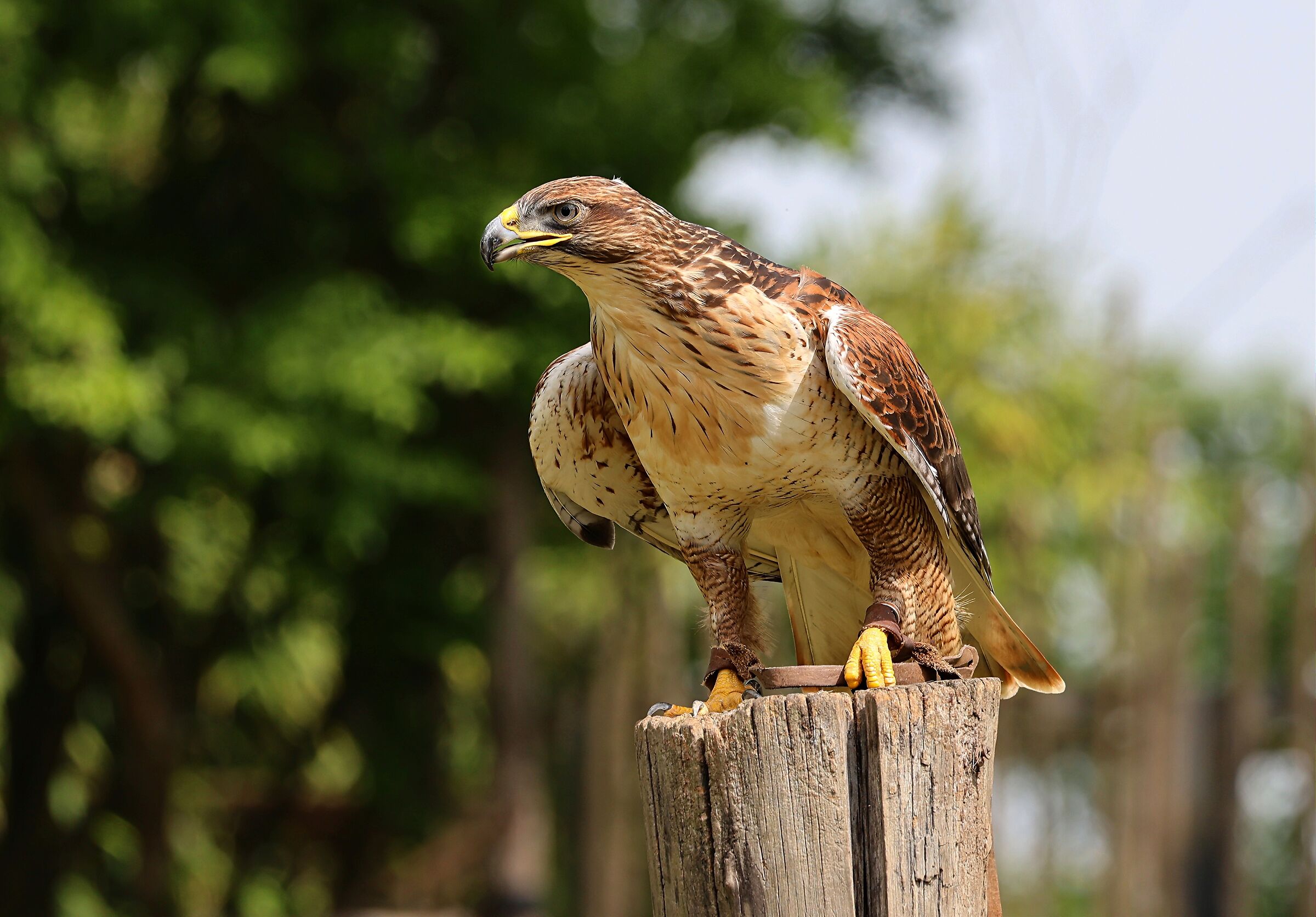 Buzzard