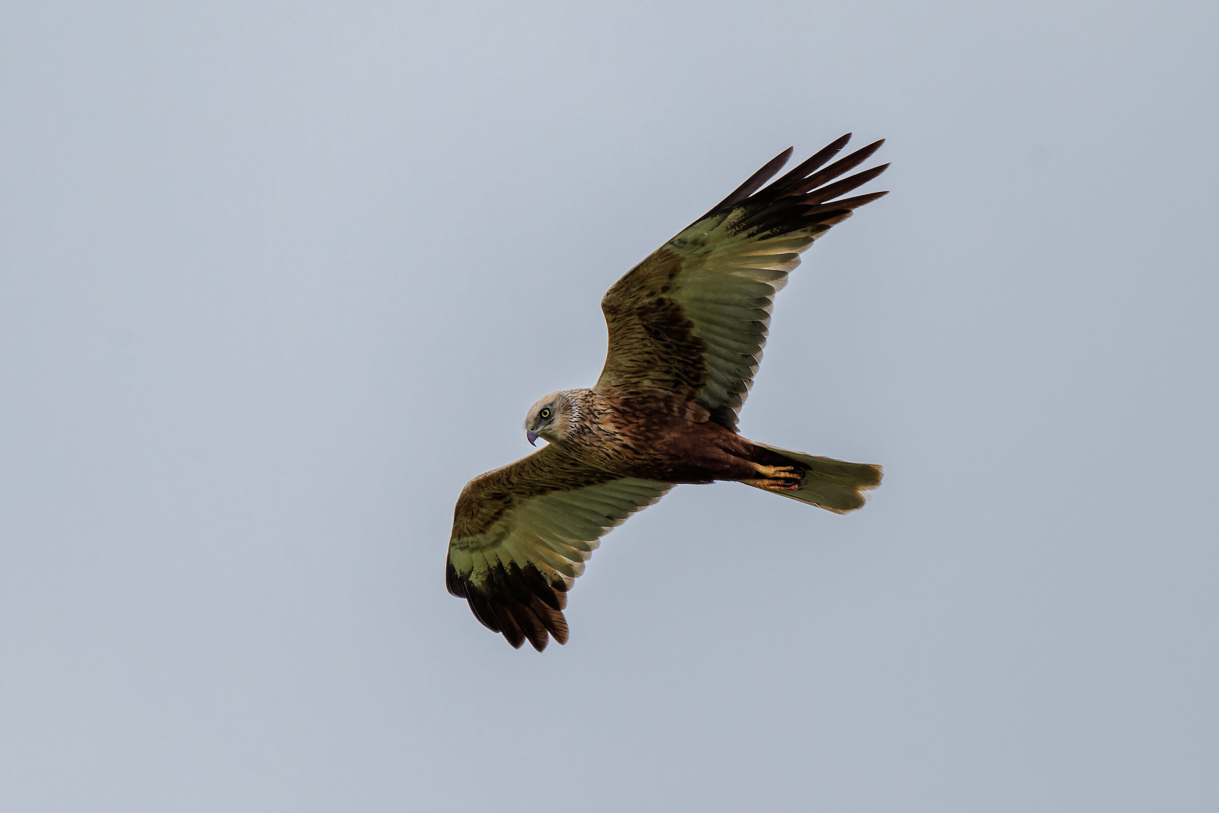 Marsh Harrier