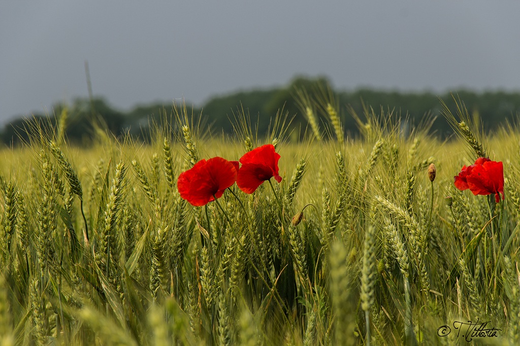 Tempo di papaveri