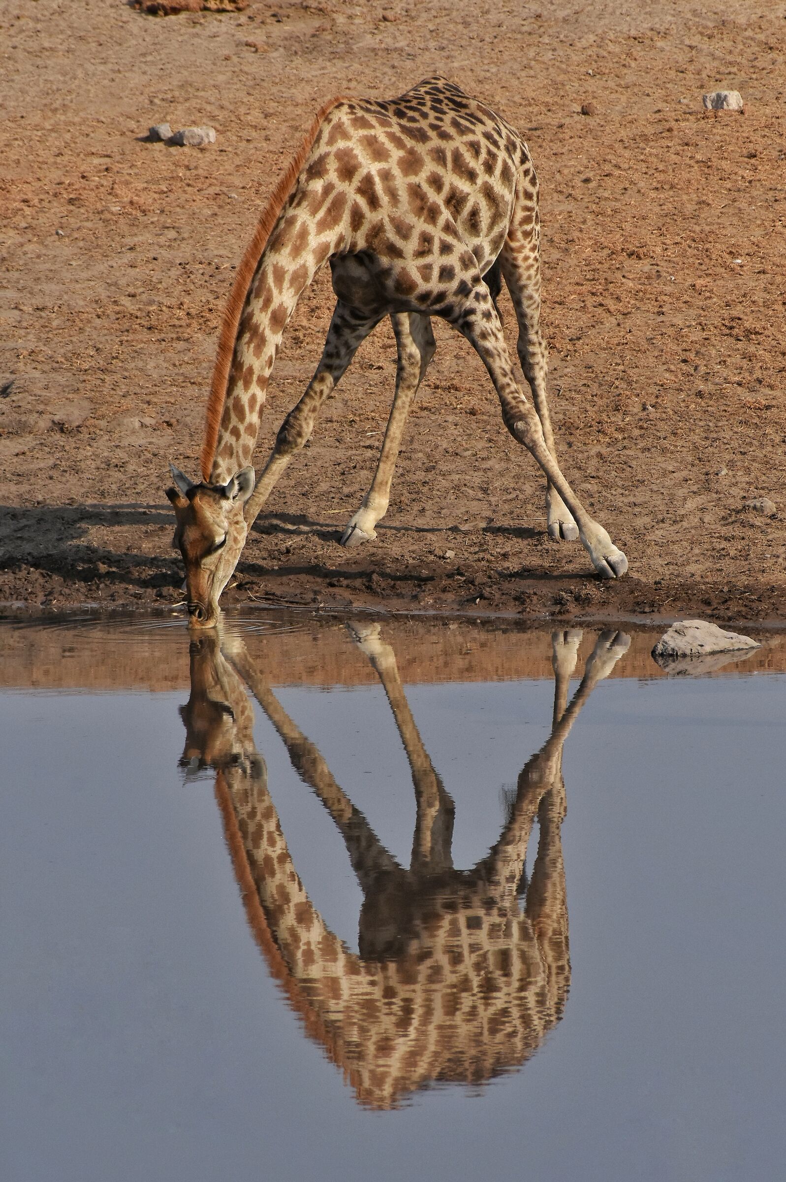 How thirsty!