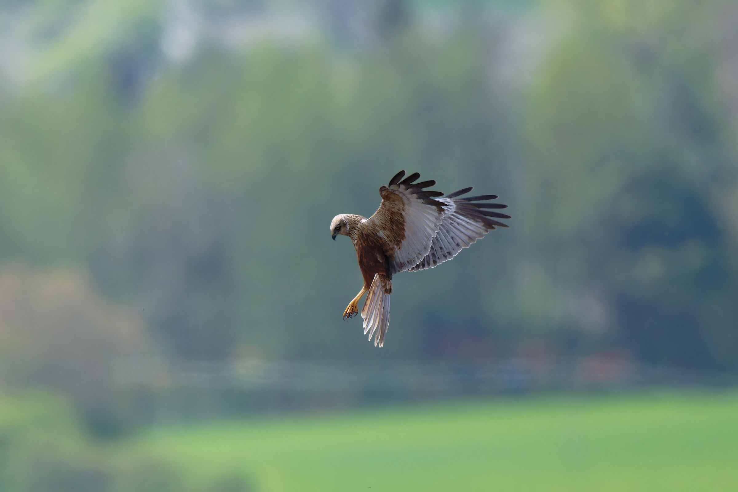 Marsh harrier hunting...