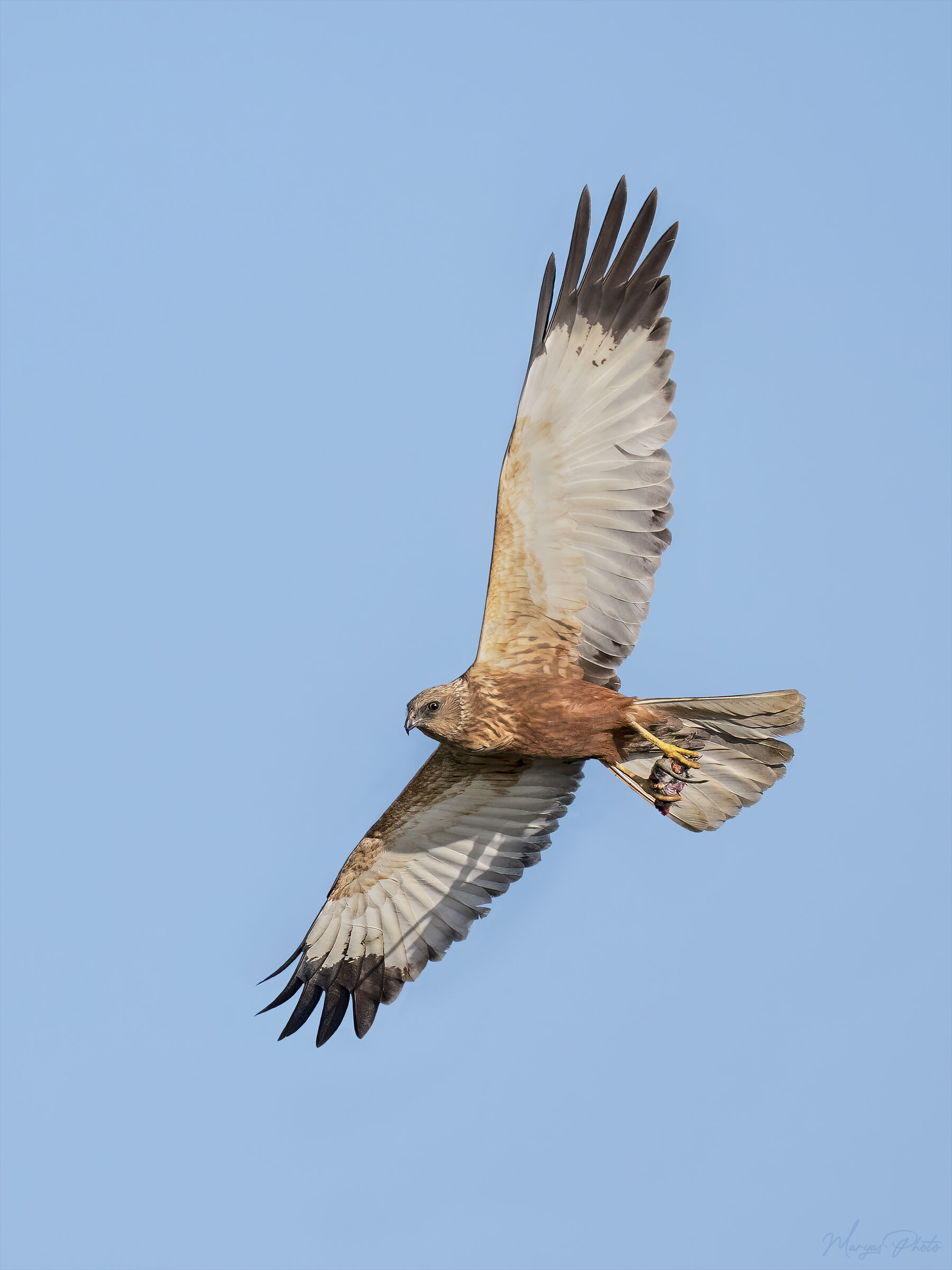 Marsh harrier with prey