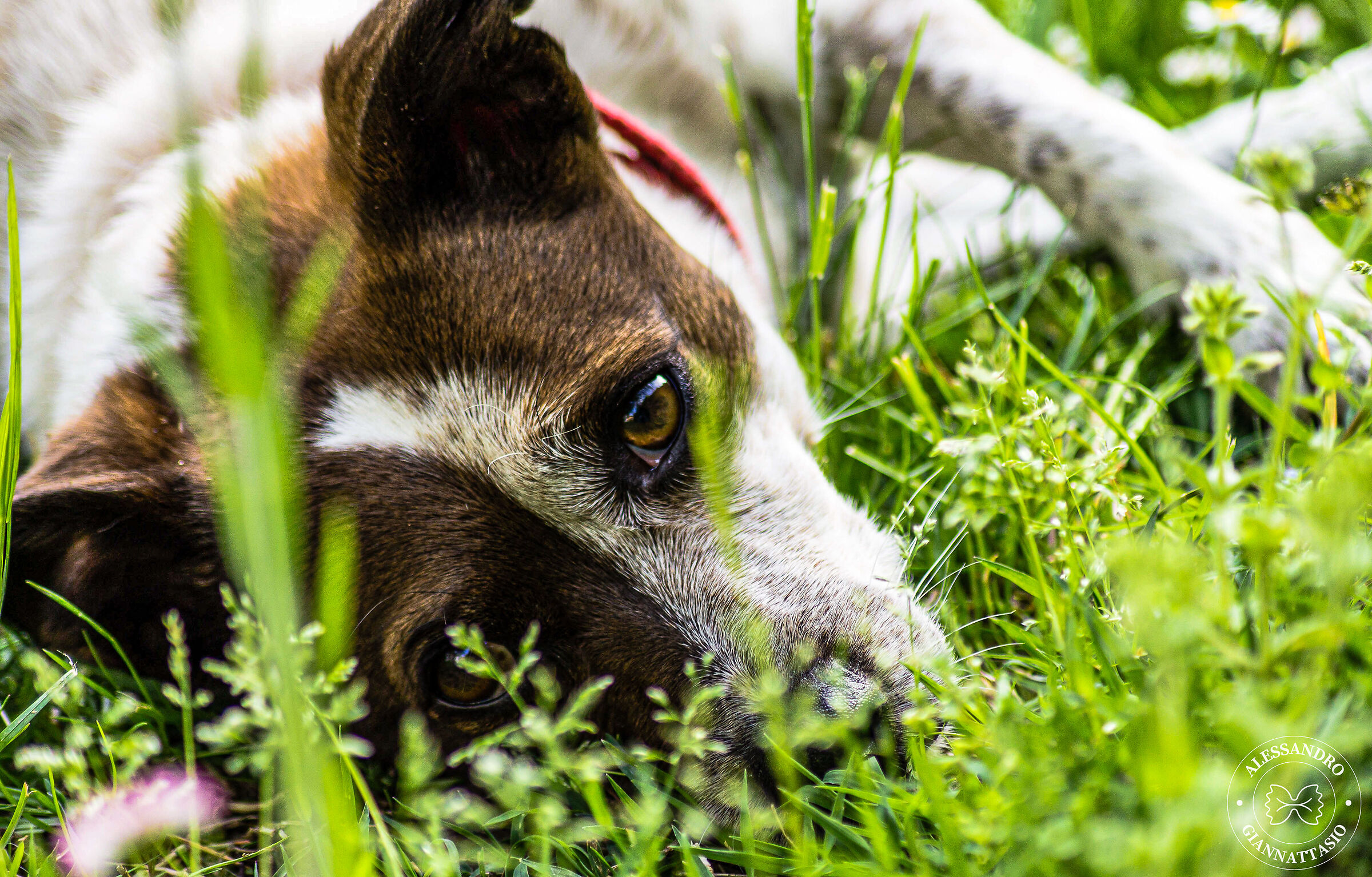 Portrait of a dog
