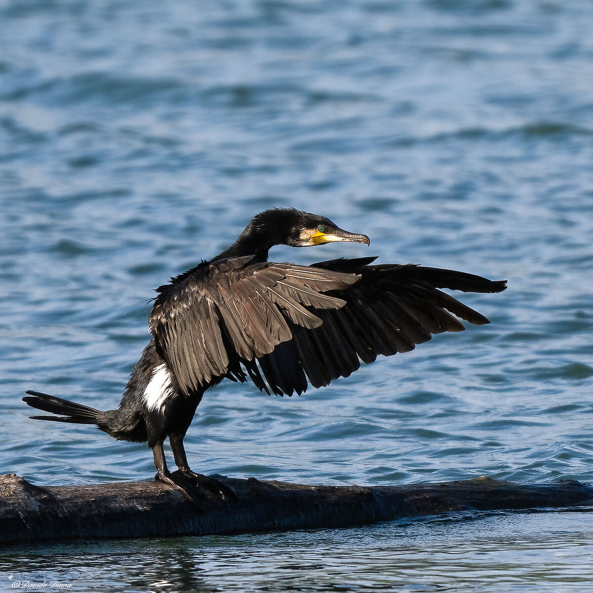 Cormorant