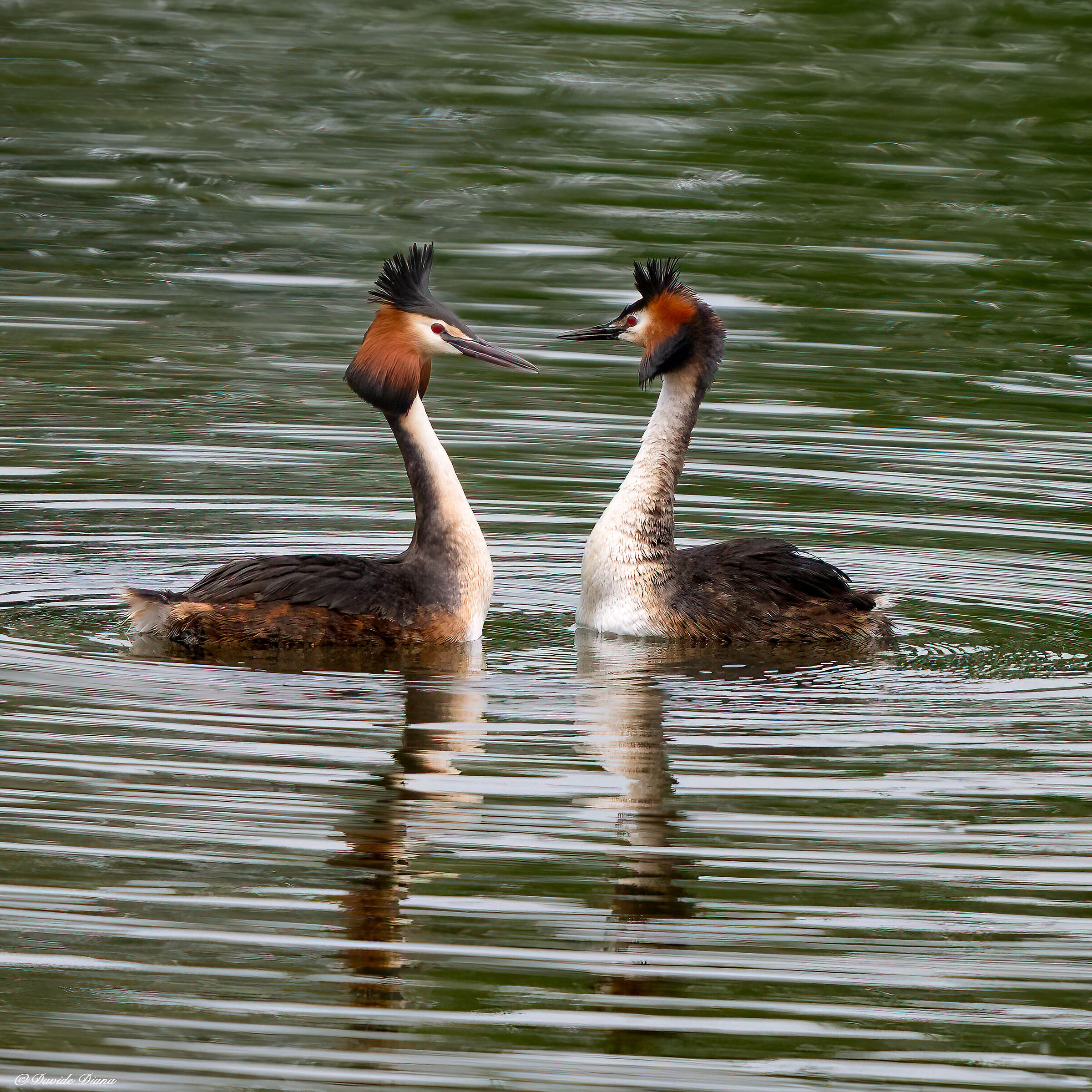 Grebes