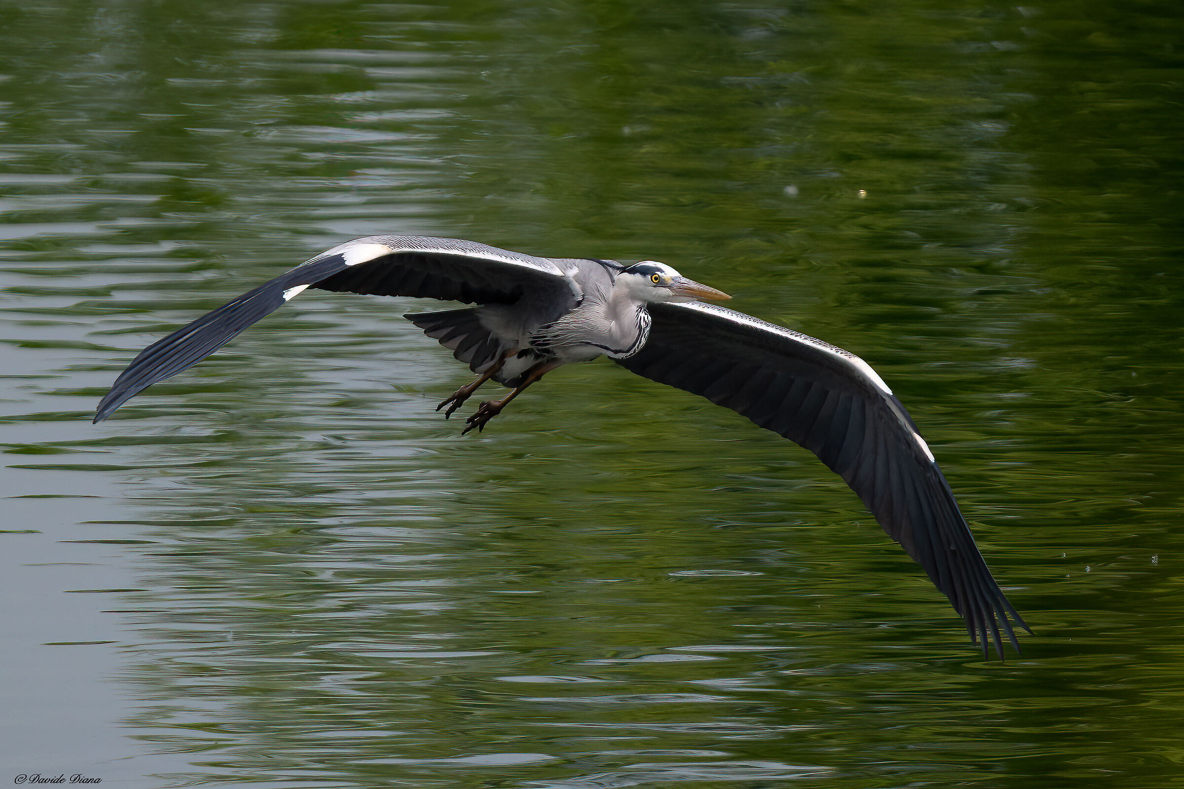 Grey heron