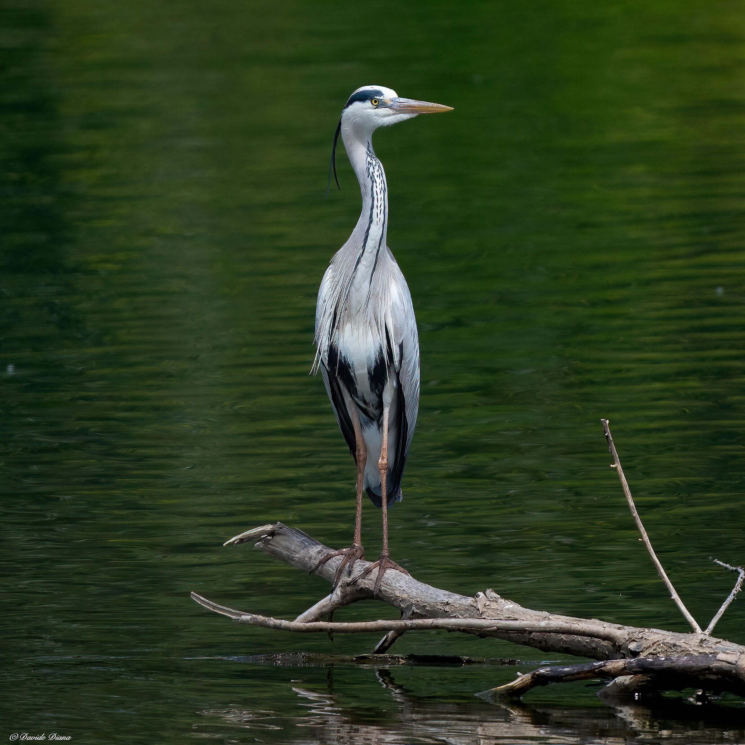 Grey heron