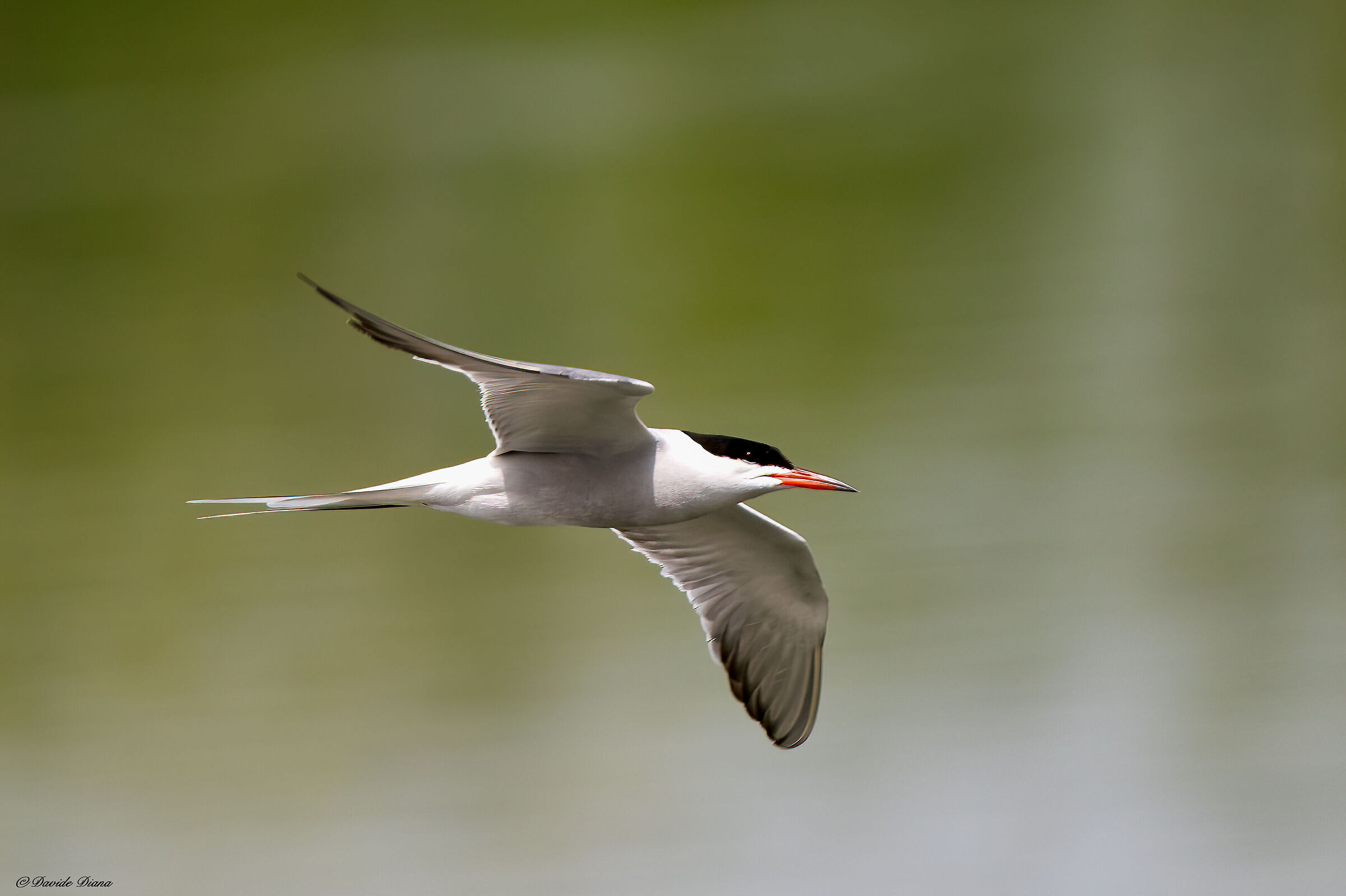 Tern