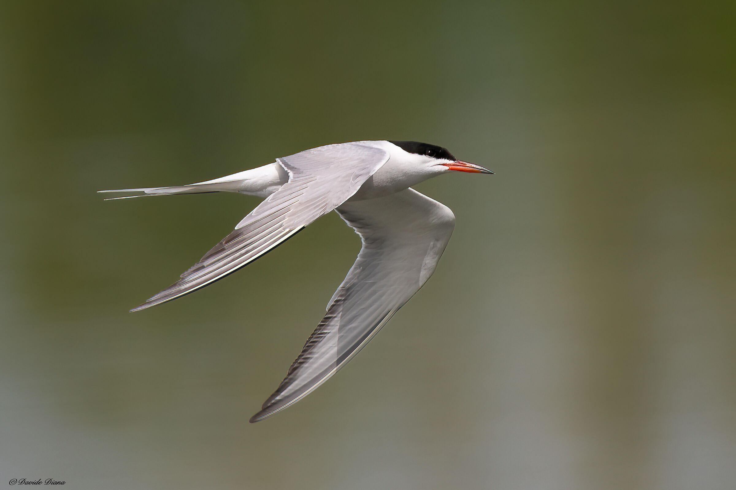 Tern