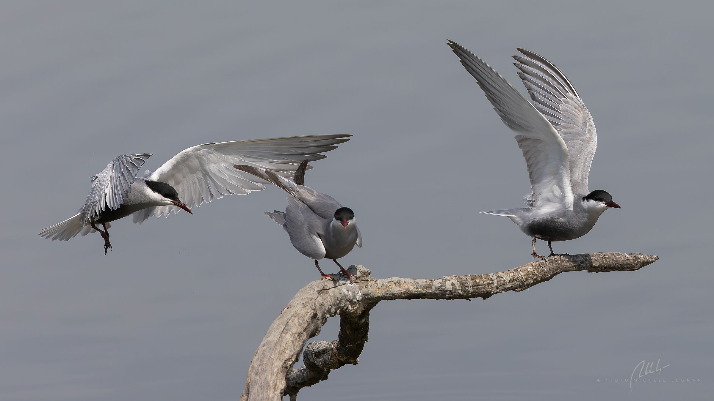 Chlidonias hybrida (mignattino piombato)