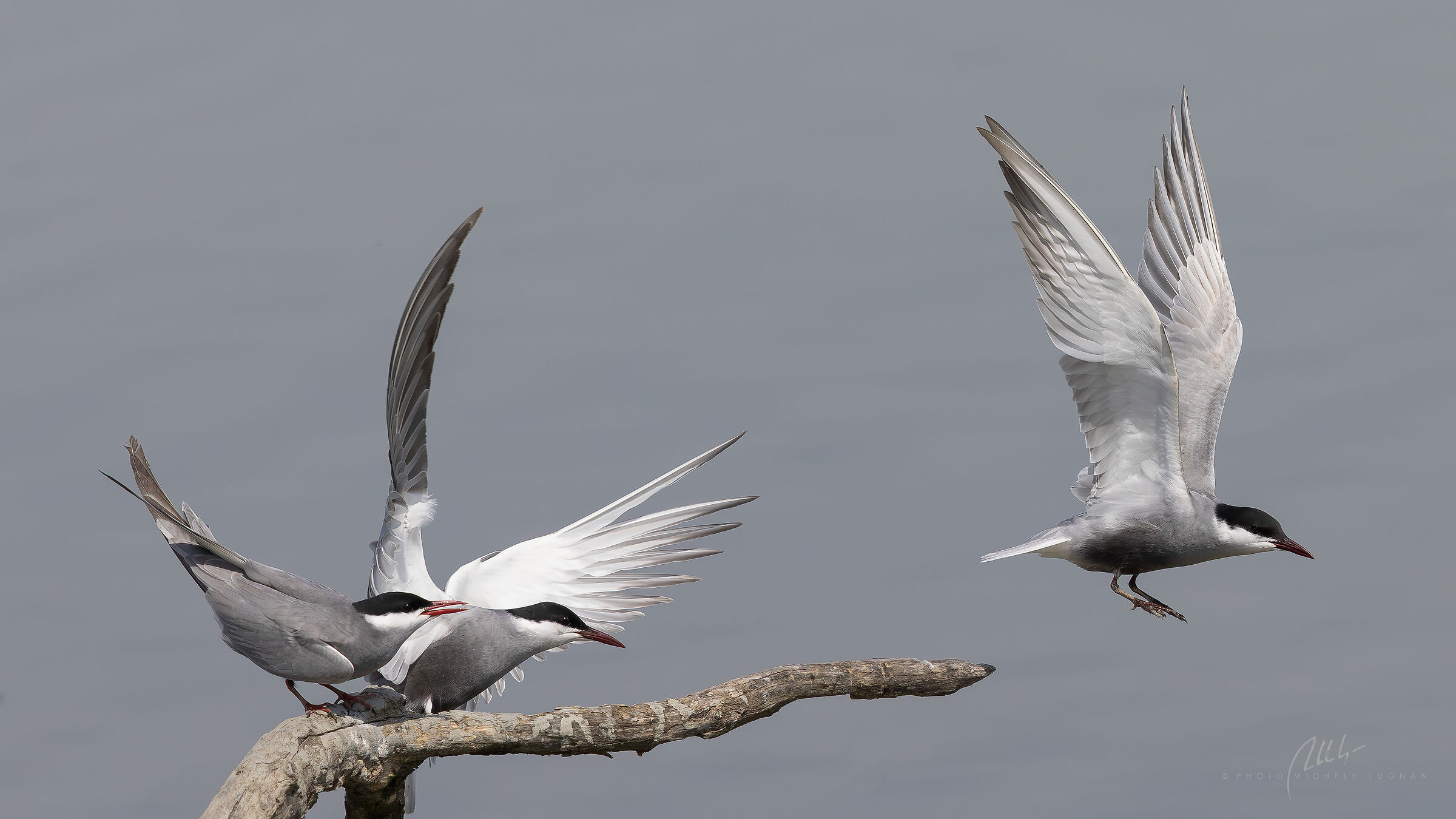Chlidonias hybrida (mignattino piombato)