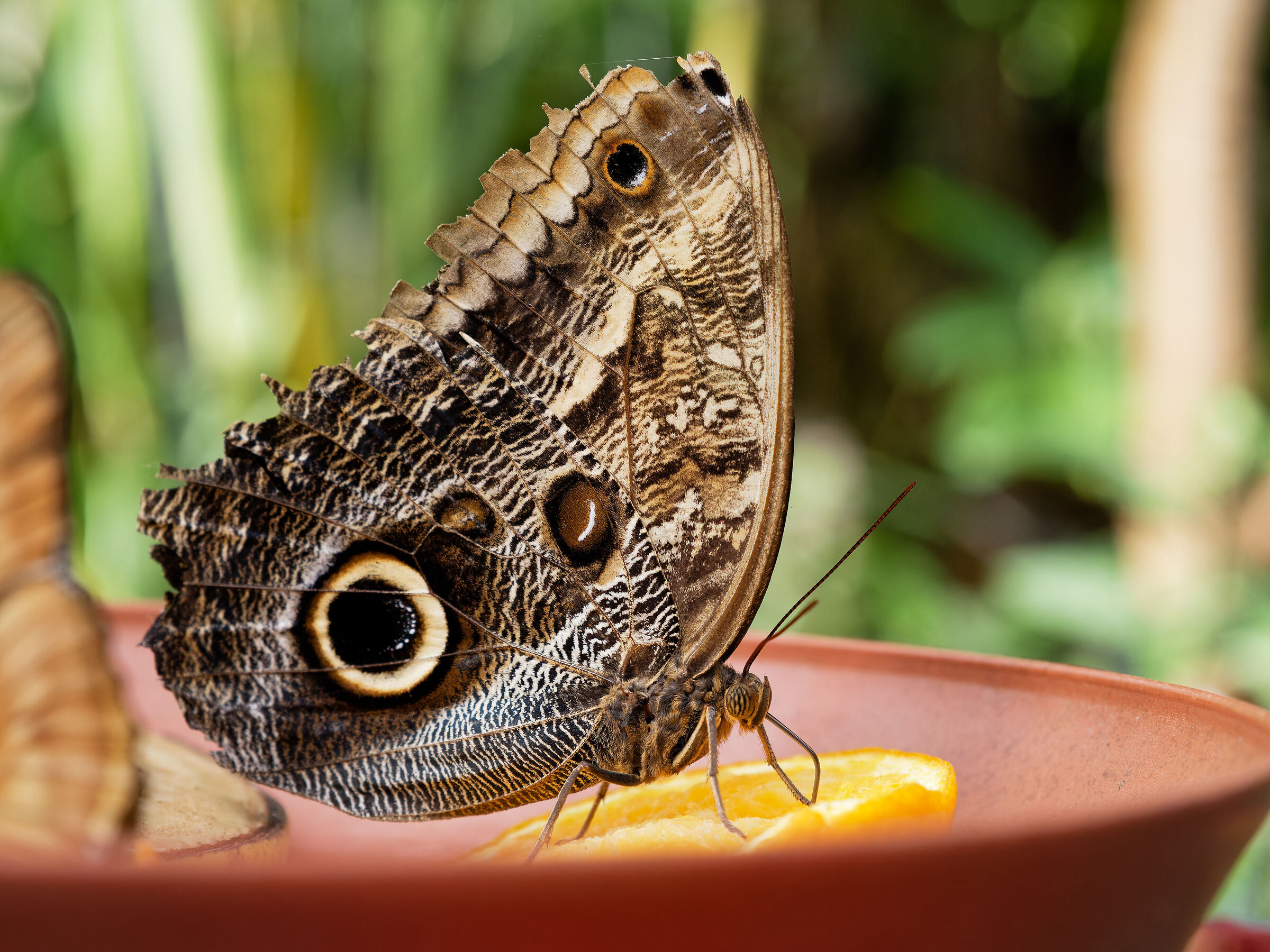 Owl butterfly