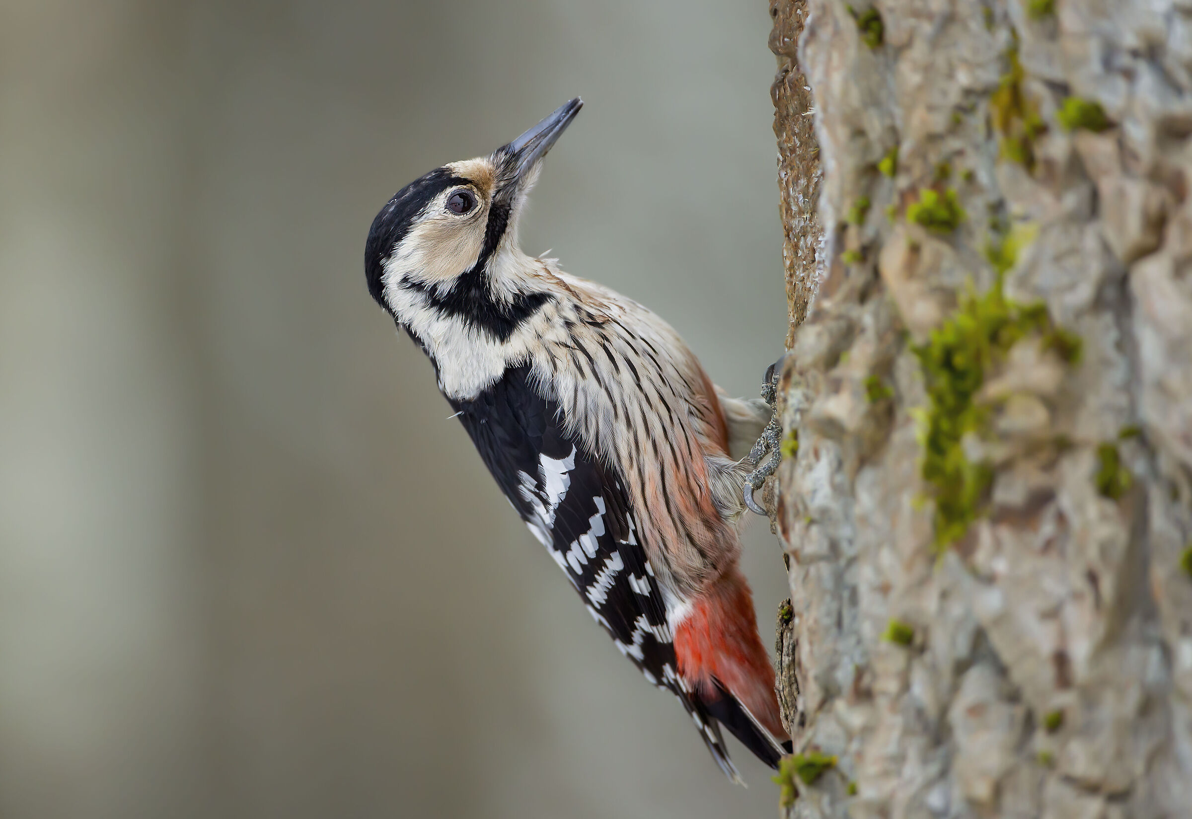 picchio dorso bianco