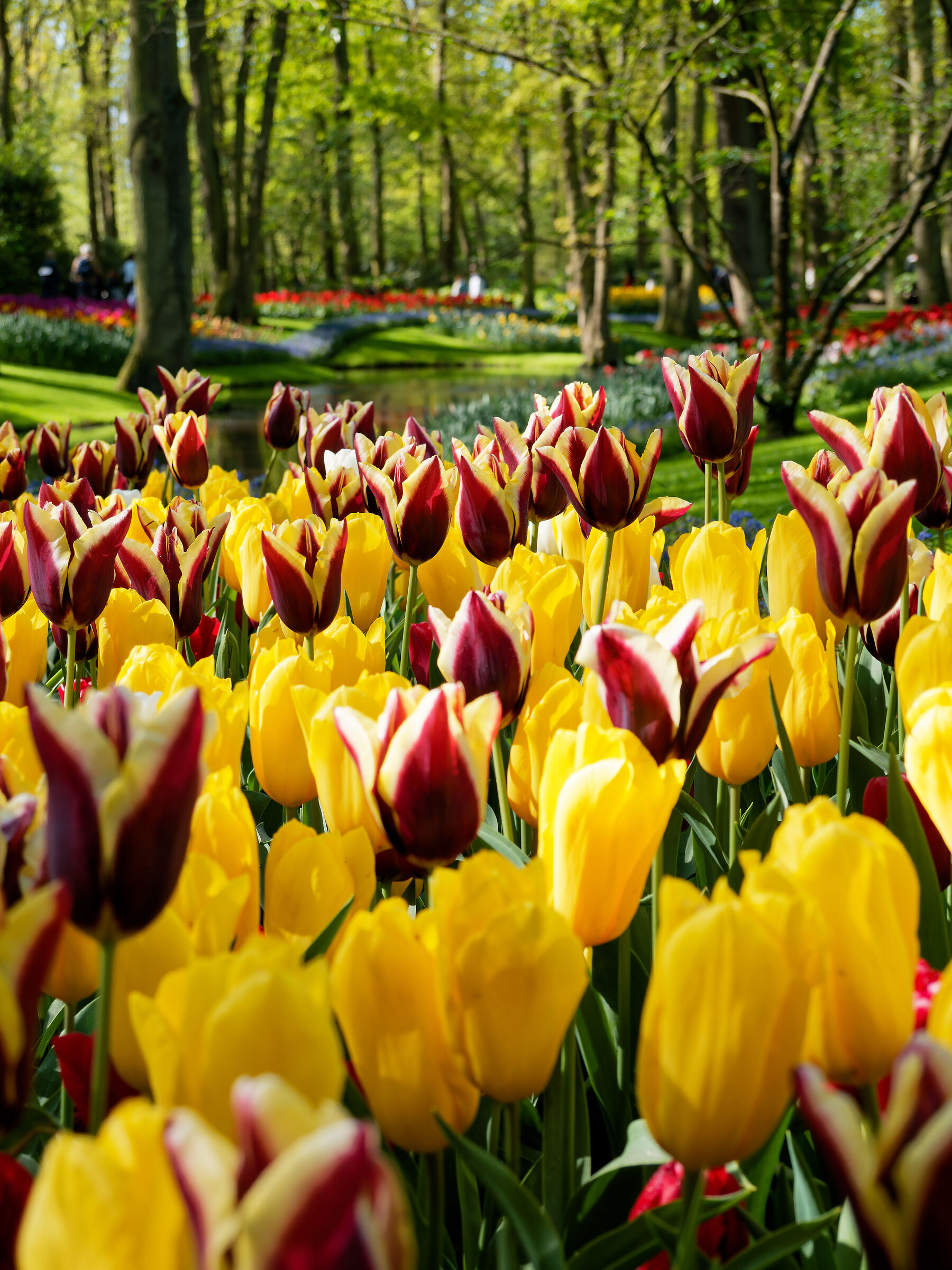 Keukenhof