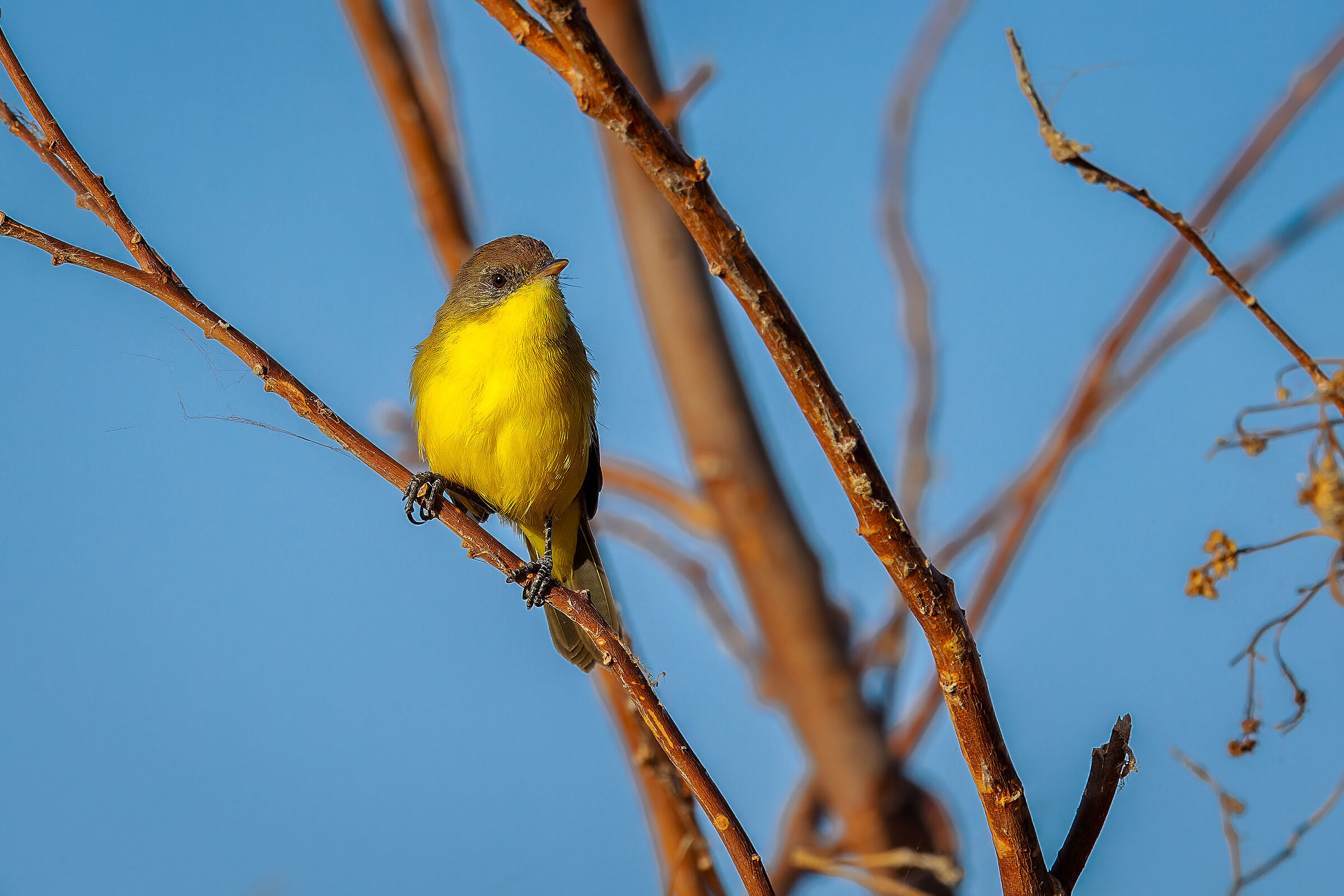 Pseudocolopteryx dinelliana