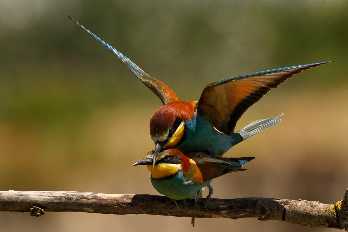 Bee-eaters