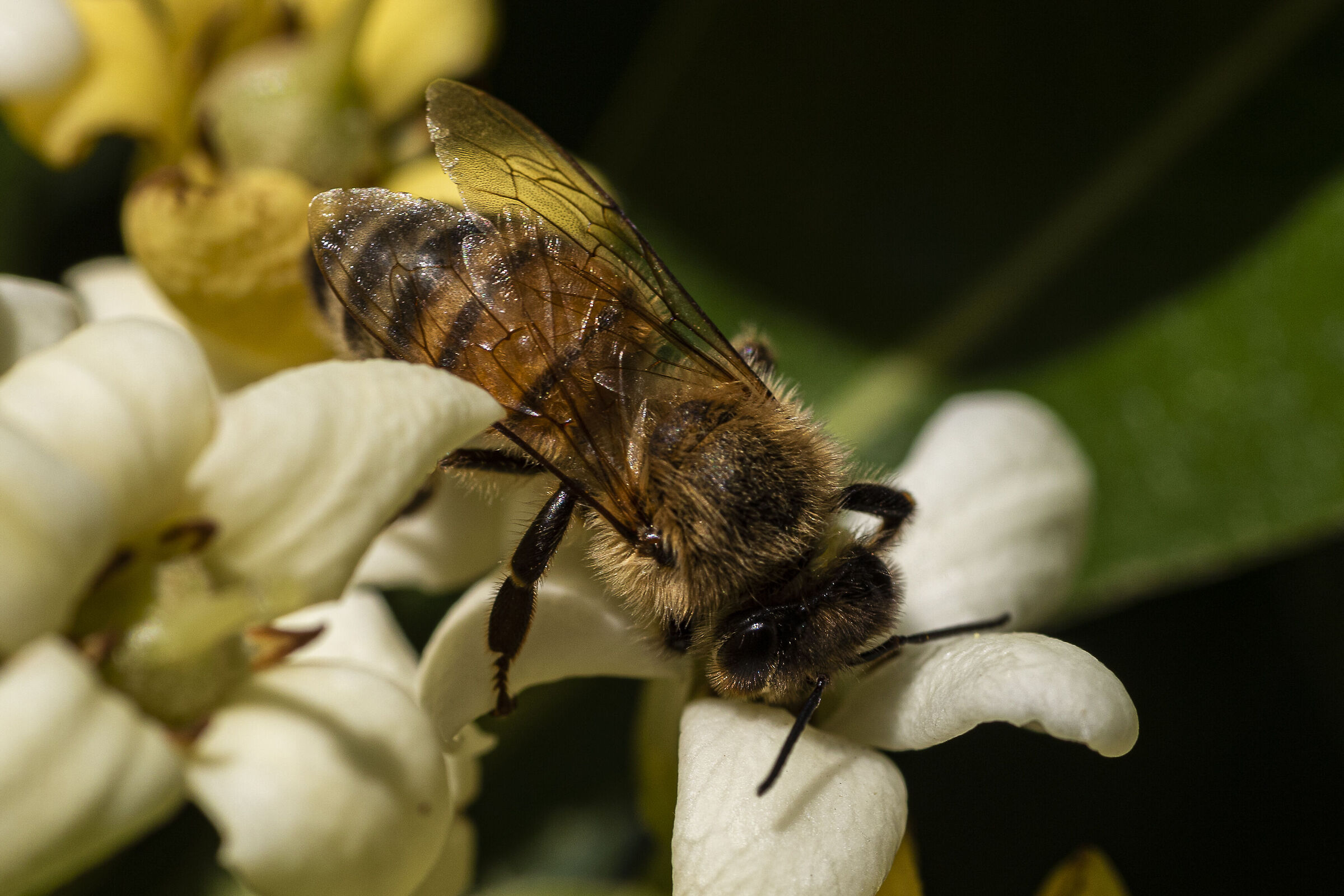 Bee-2