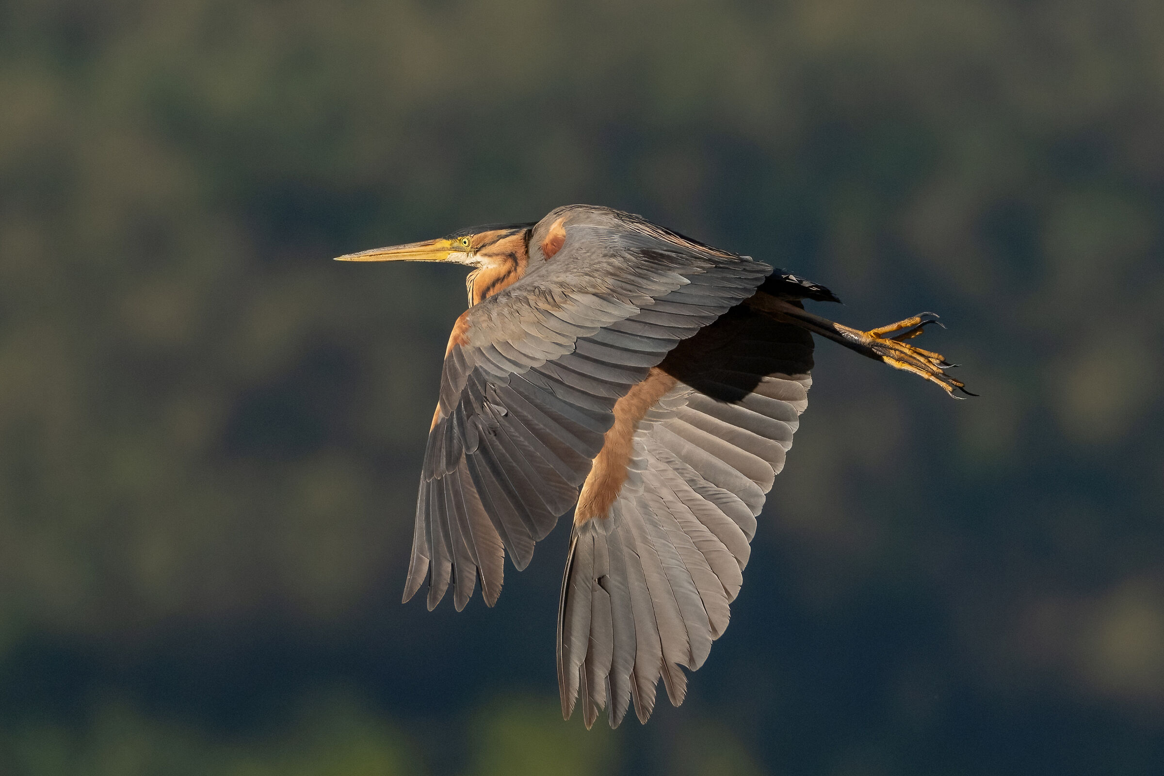 Airone rosso (Ardea purpurea)