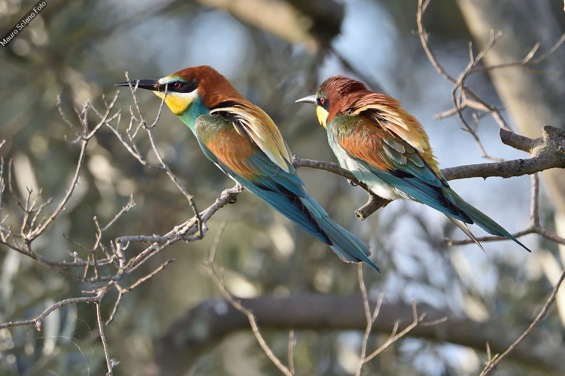Bee-eaters