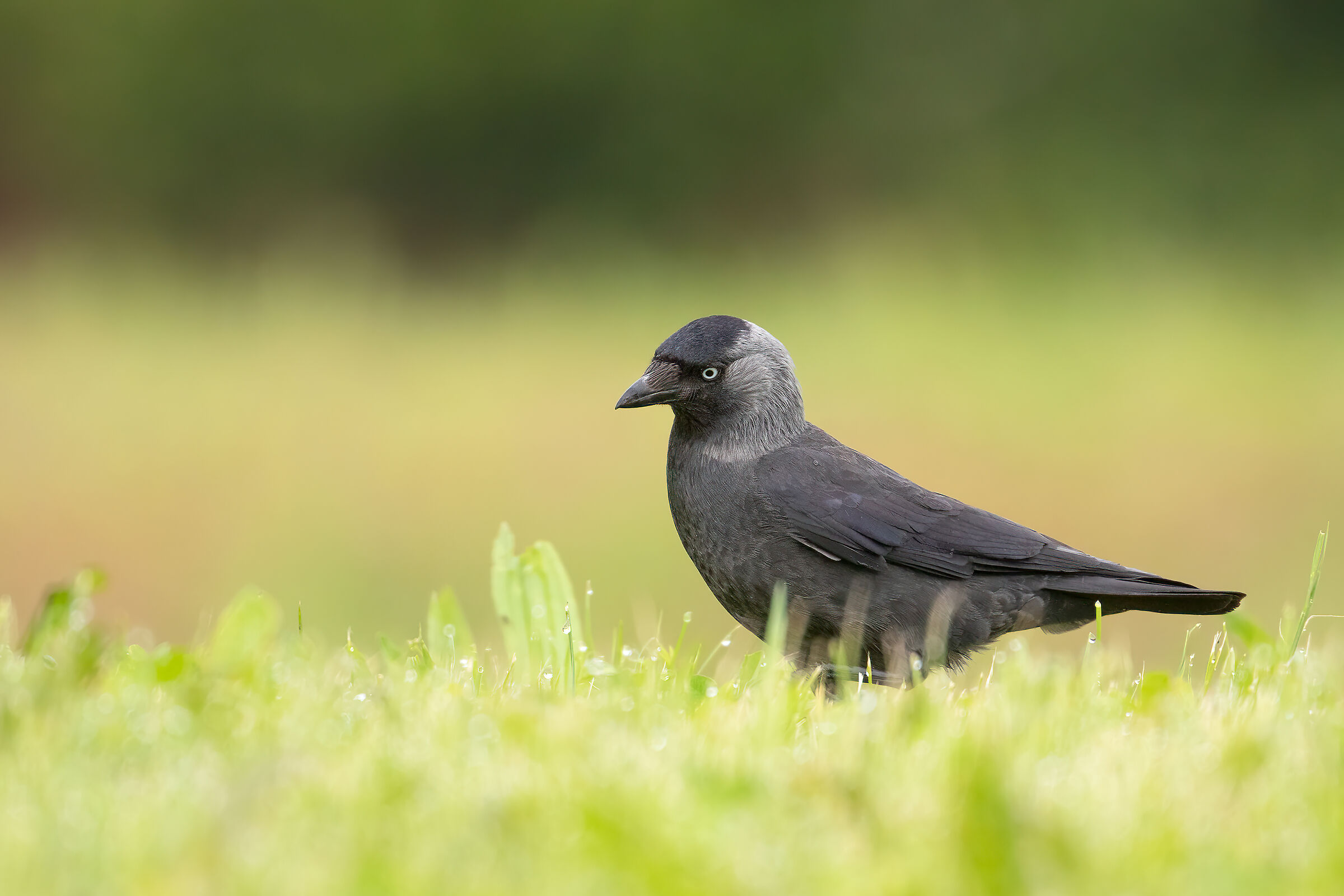 Jackdaw